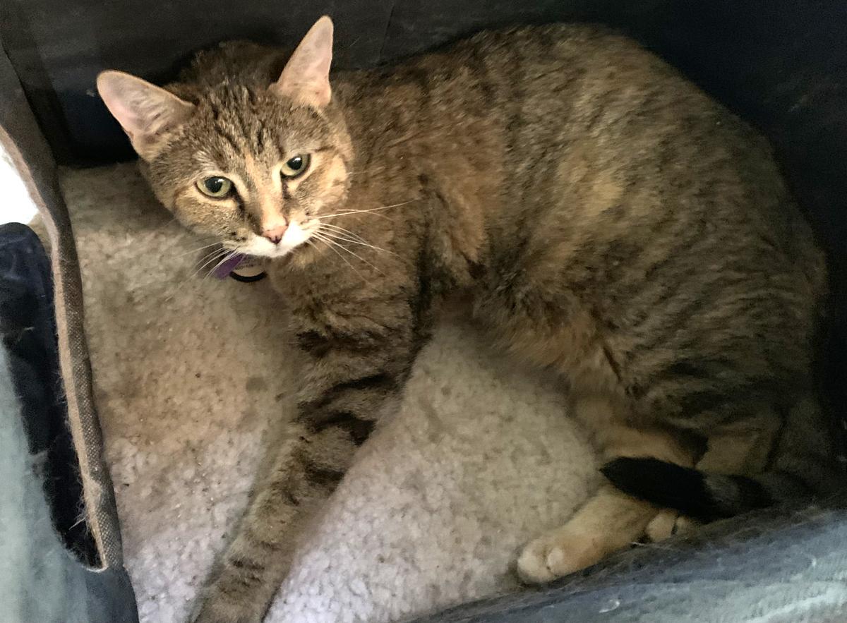 Miranda, a Adoptable Domestic Short Hair in Marana, AZ image 4/4