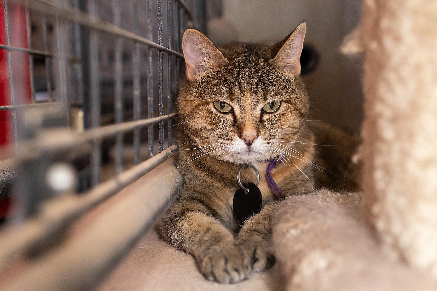 Miranda, a Adoptable Domestic Short Hair in Marana, AZ image 2/4