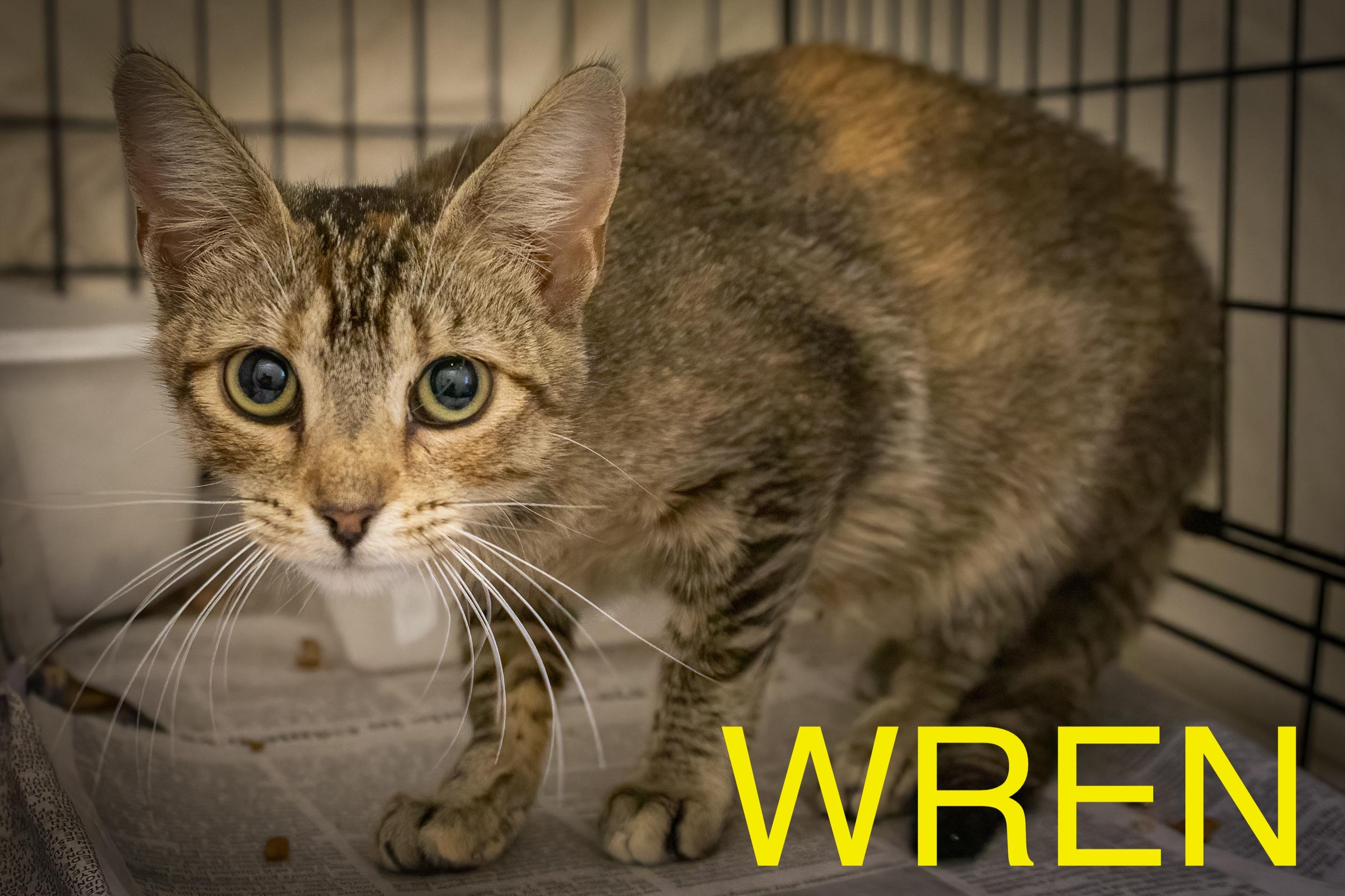 Wren (FCID# 06/24/2025 - 150 Trainer)