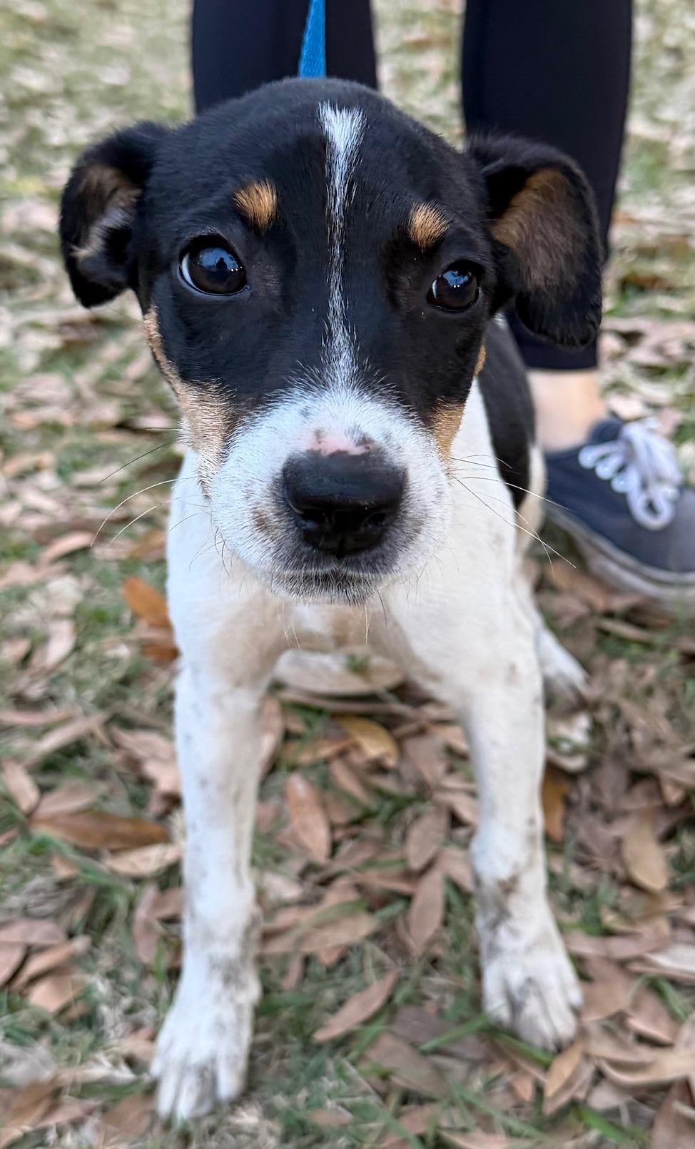 Enlarge Cleo, an adopted mixed breed in Orlando, FL image 3/4