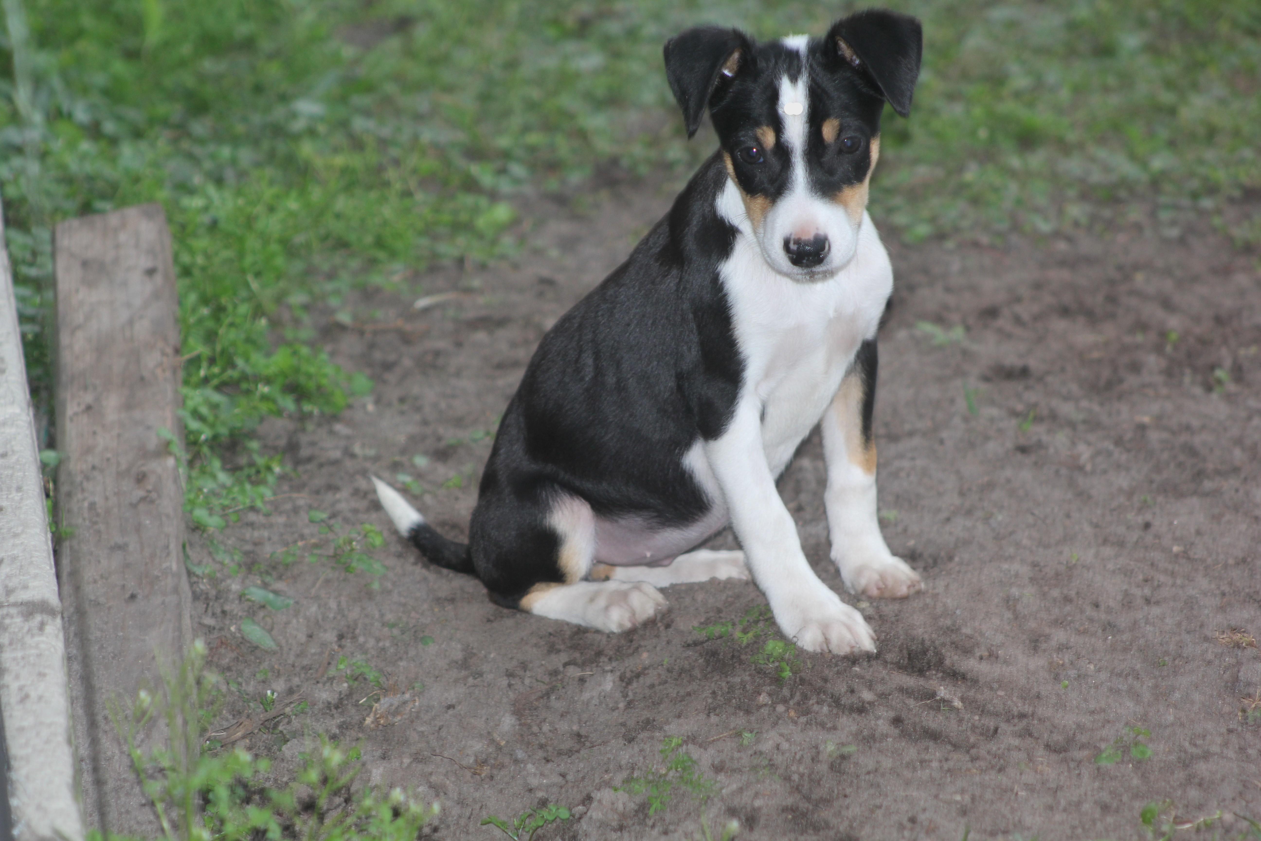 Cleo, Adoptable, Puppy Female Rat Terrier & Chihuahua.