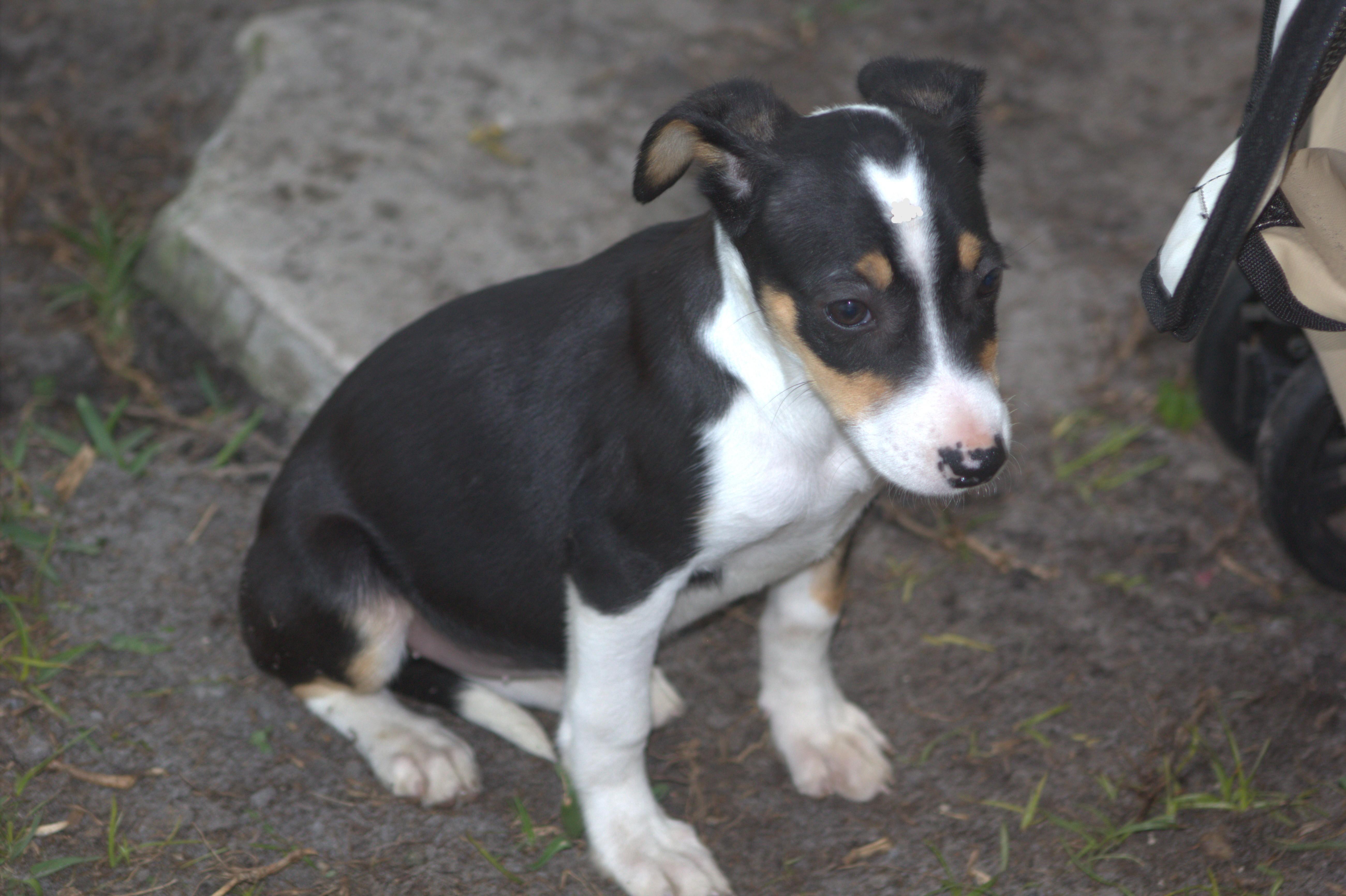 Enlarge Cleo, an adopted mixed breed in Orlando, FL image 2/4