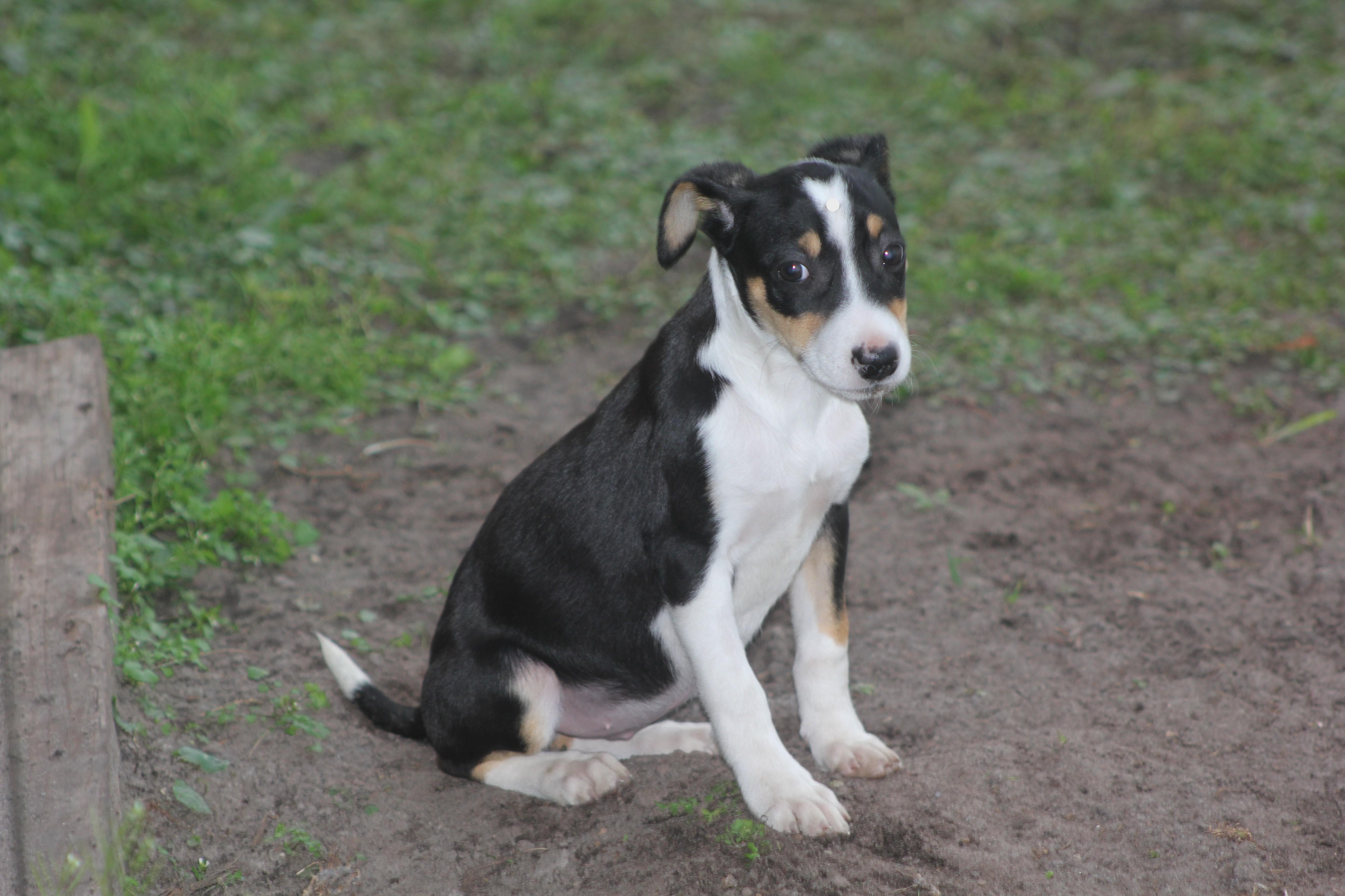 Enlarge Cleo, an adopted mixed breed in Orlando, FL image 4/4