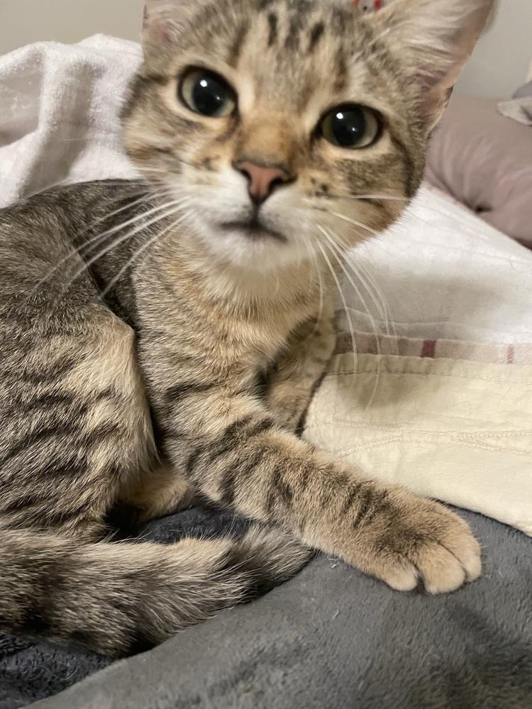 Mimi, Adoptable, Young Female Tabby & Domestic Short Hair.