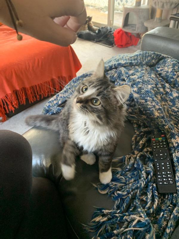 Enlarge Rosie, a Adopted Domestic Short Hair in Kamloops, BC image 1/5