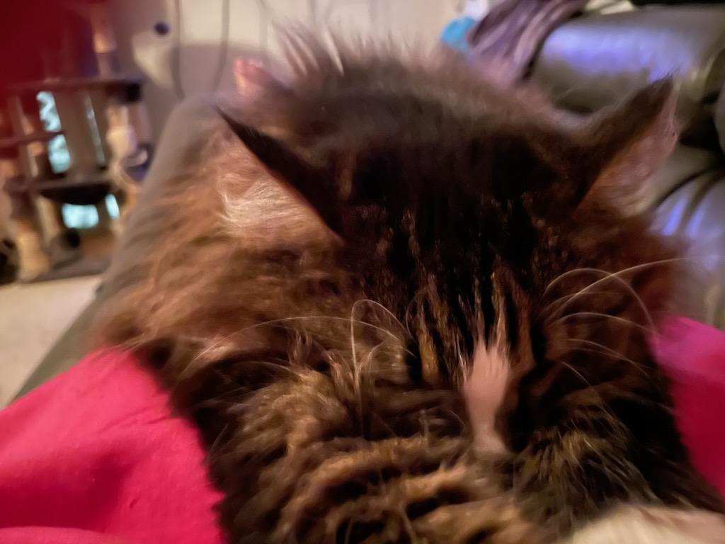 Enlarge Rosie, a Adopted Domestic Short Hair in Kamloops, BC image 2/5