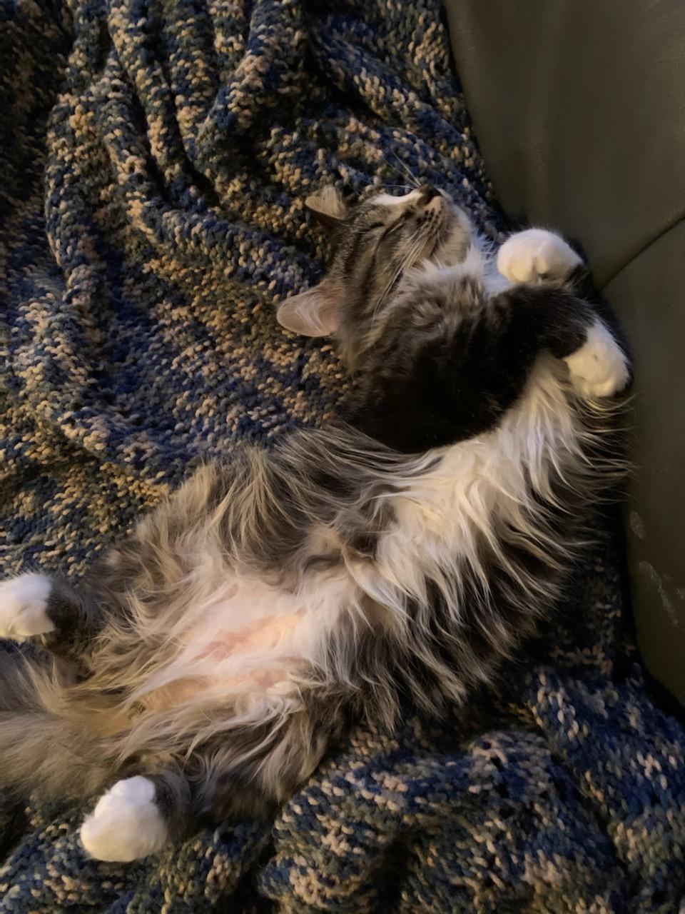 Enlarge Rosie, a Adopted Domestic Short Hair in Kamloops, BC image 3/5