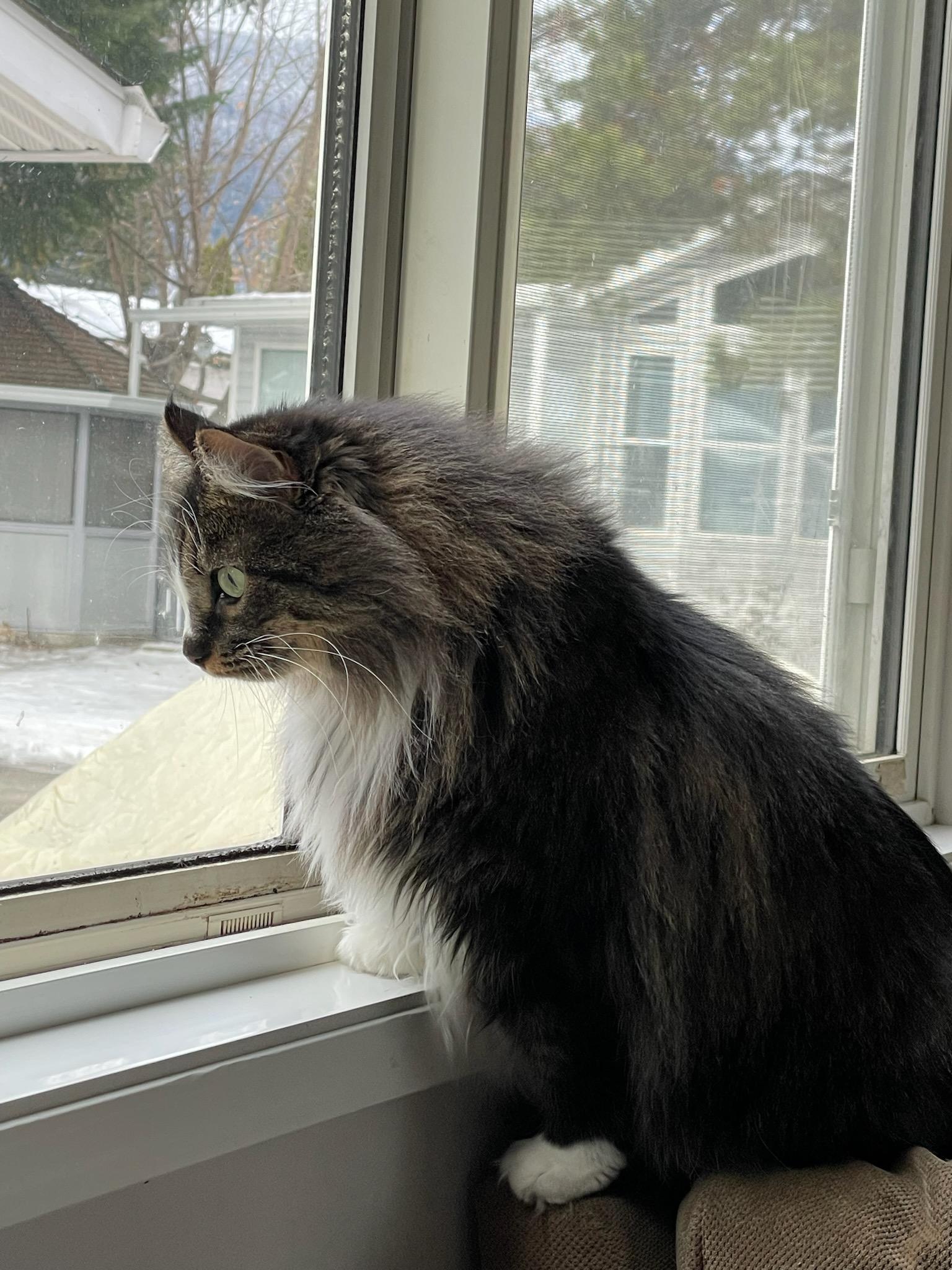 Enlarge Rosie, a Adopted Domestic Short Hair in Kamloops, BC image 4/5