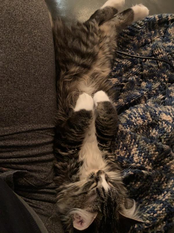 Enlarge Rosie, a Adopted Domestic Short Hair in Kamloops, BC image 5/5