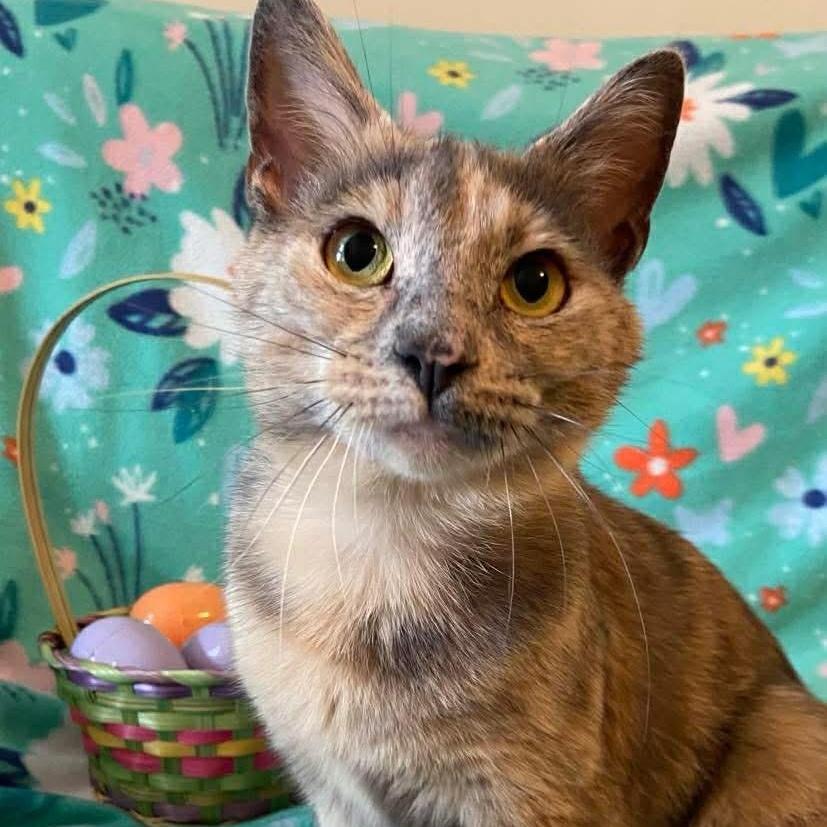 Opal, adoptable, Young Female Dilute Tortoiseshell.