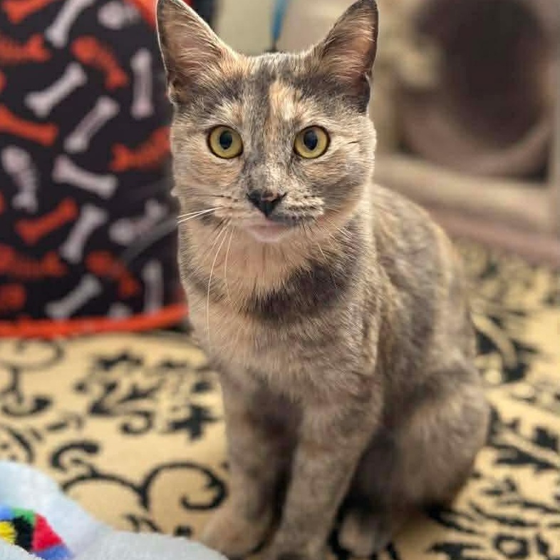 Enlarge Opal, a ADOPTABLE Dilute Tortoiseshell in Memphis, TN image 1/5