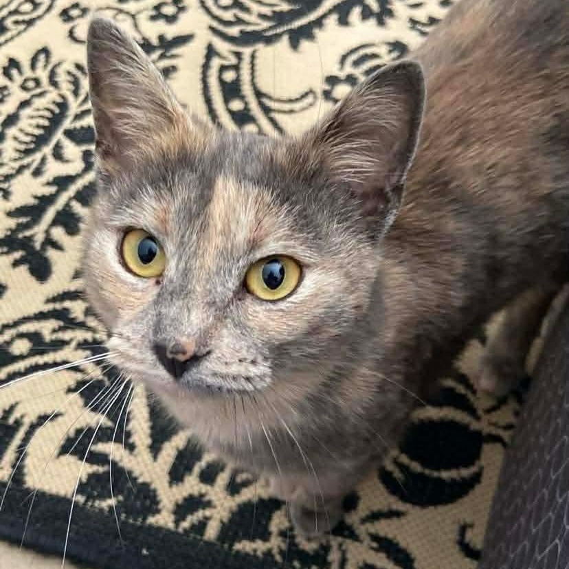 Enlarge Opal, a ADOPTABLE Dilute Tortoiseshell in Memphis, TN image 3/5