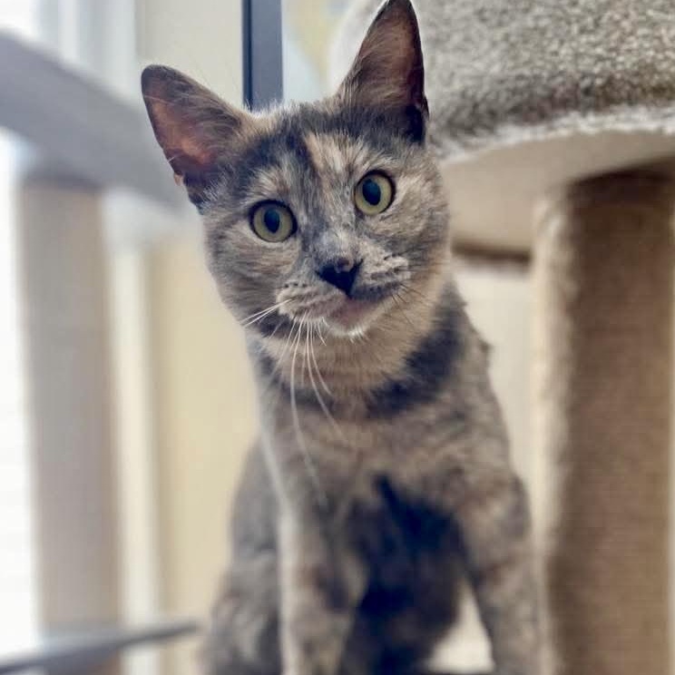 Enlarge Opal, a ADOPTABLE Dilute Tortoiseshell in Memphis, TN image 2/5