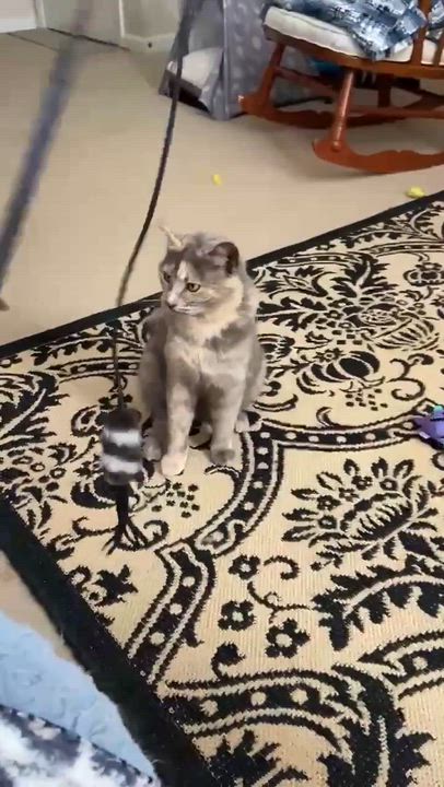 Enlarge Opal, a ADOPTABLE Dilute Tortoiseshell in Memphis, TN video 4/5