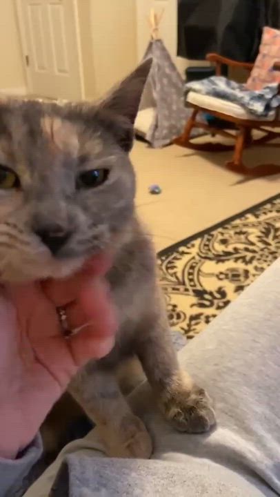 Enlarge Opal, a ADOPTABLE Dilute Tortoiseshell in Memphis, TN video 5/5