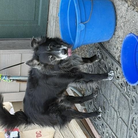 Enlarge Jazzy, a Adoptable mixed breed in Madras, OR image 3/3