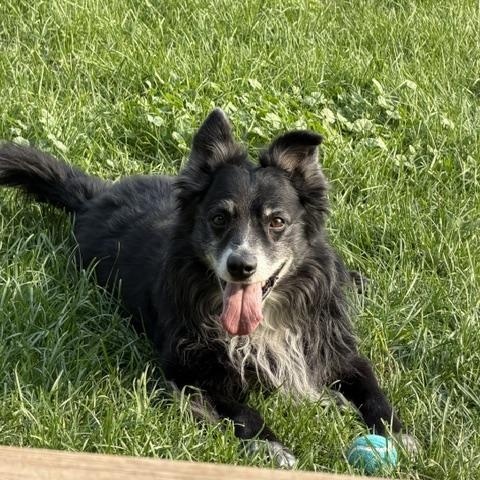 Jazzy, Adoptable, Adult Male Border Collie.