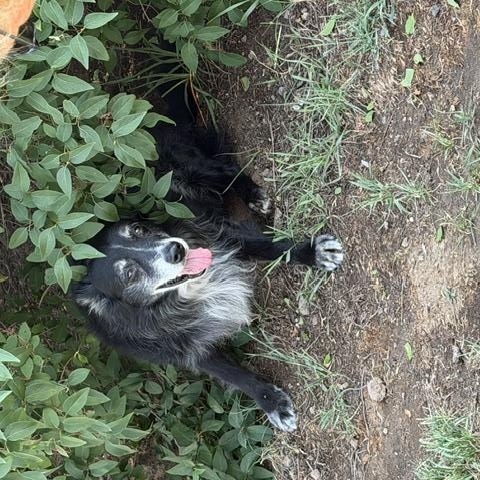 Enlarge Jazzy, a Adoptable mixed breed in Madras, OR image 2/3