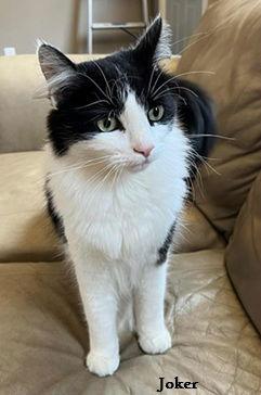 Joker, Adoptable, Adult Male Domestic Medium Hair.