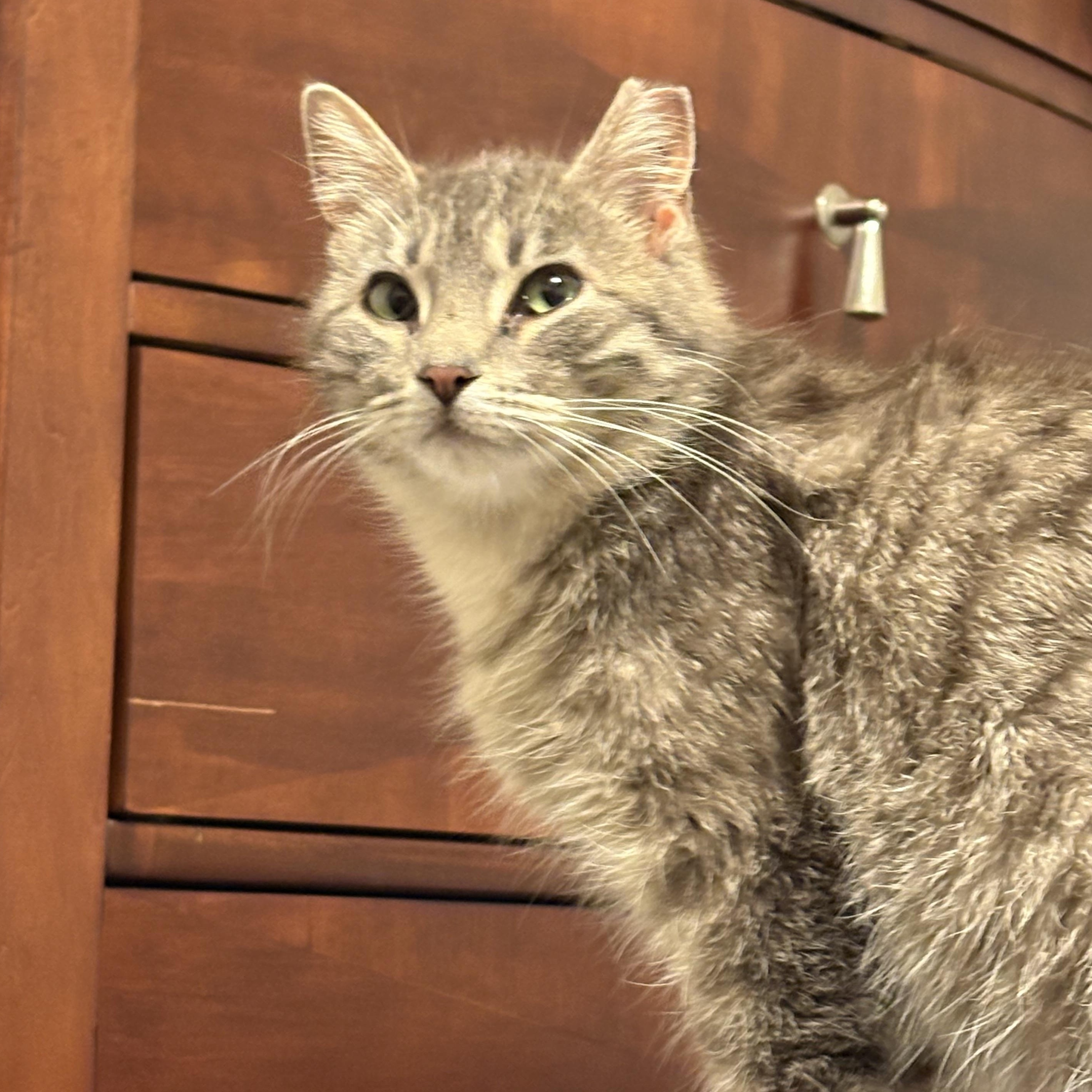 MoonStone, Young Female Domestic Short Hair