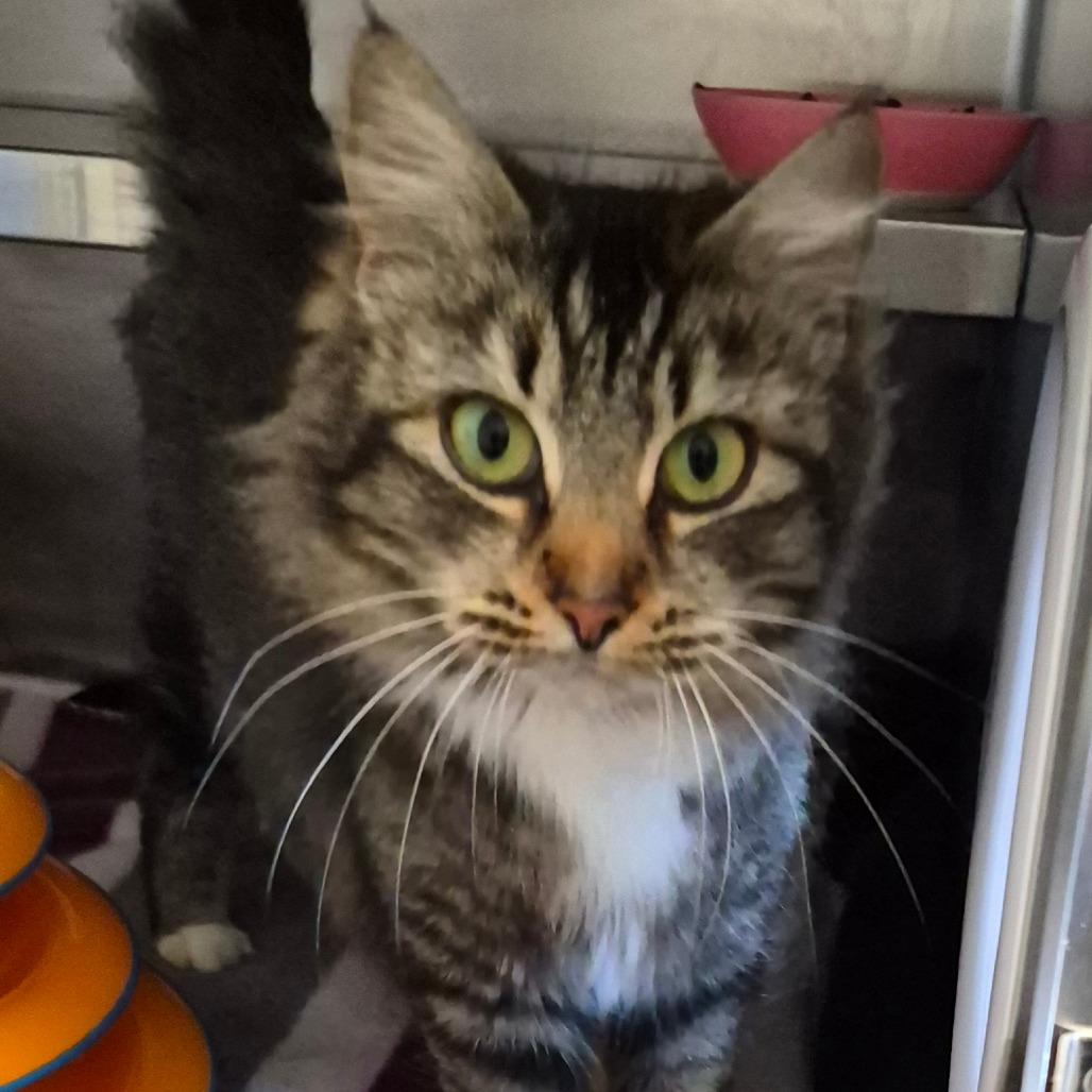 Luna — thumbnail 2