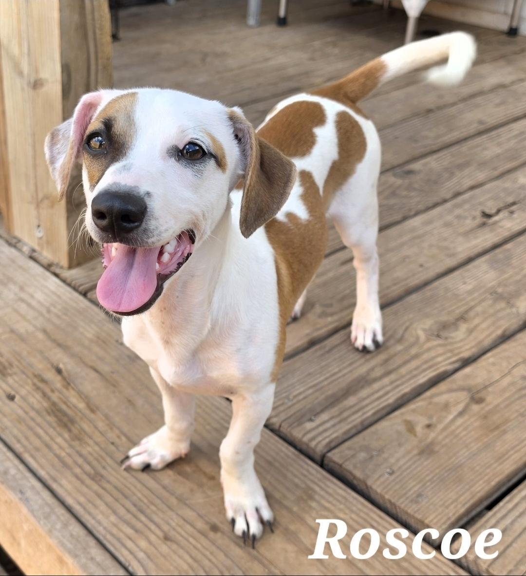 Enlarge Roscoe, a Adopted mixed breed in Amenia, NY image 2/3