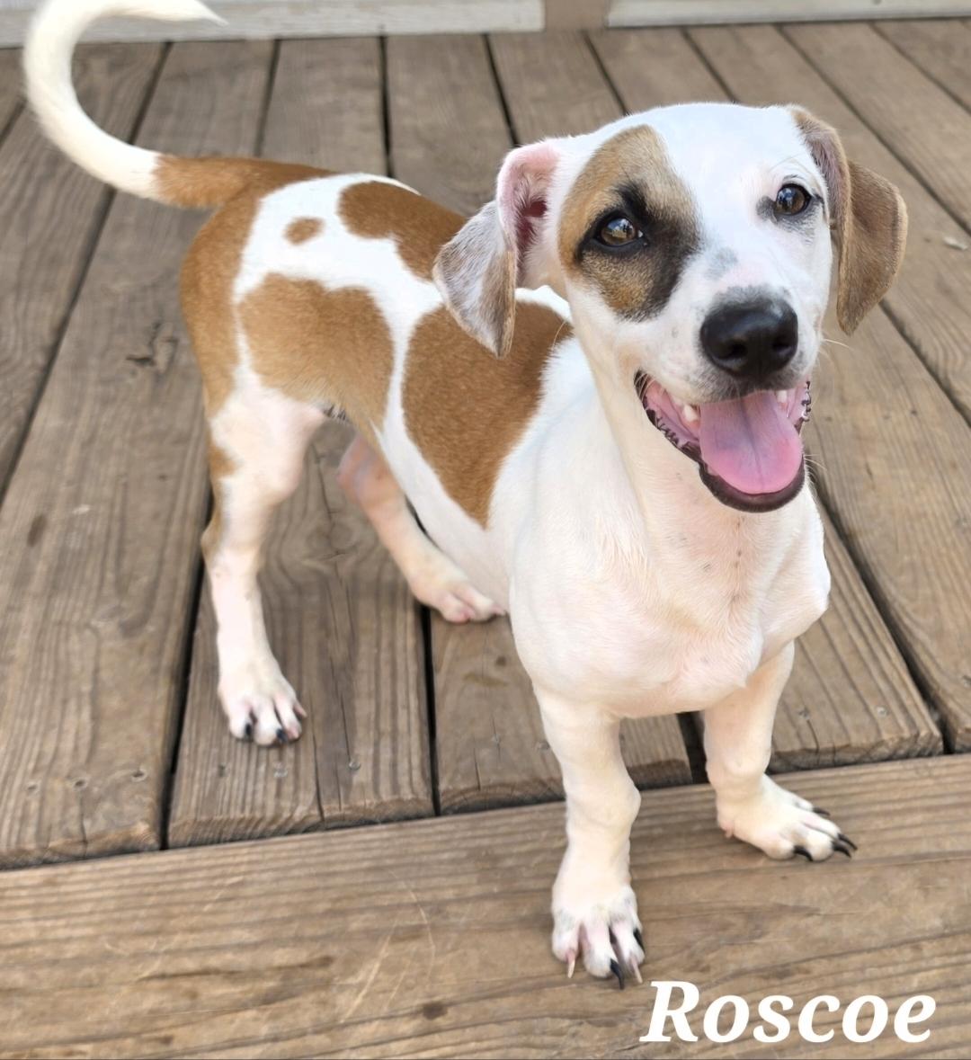 Roscoe, Adopted, Puppy Male Chiweenie & Dachshund.