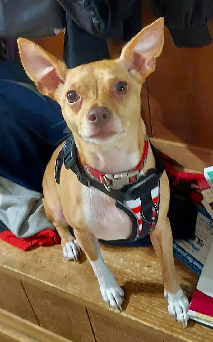 Enlarge Miss GYPSY, a Adoptable mixed breed in Westmont, IL image 4/6