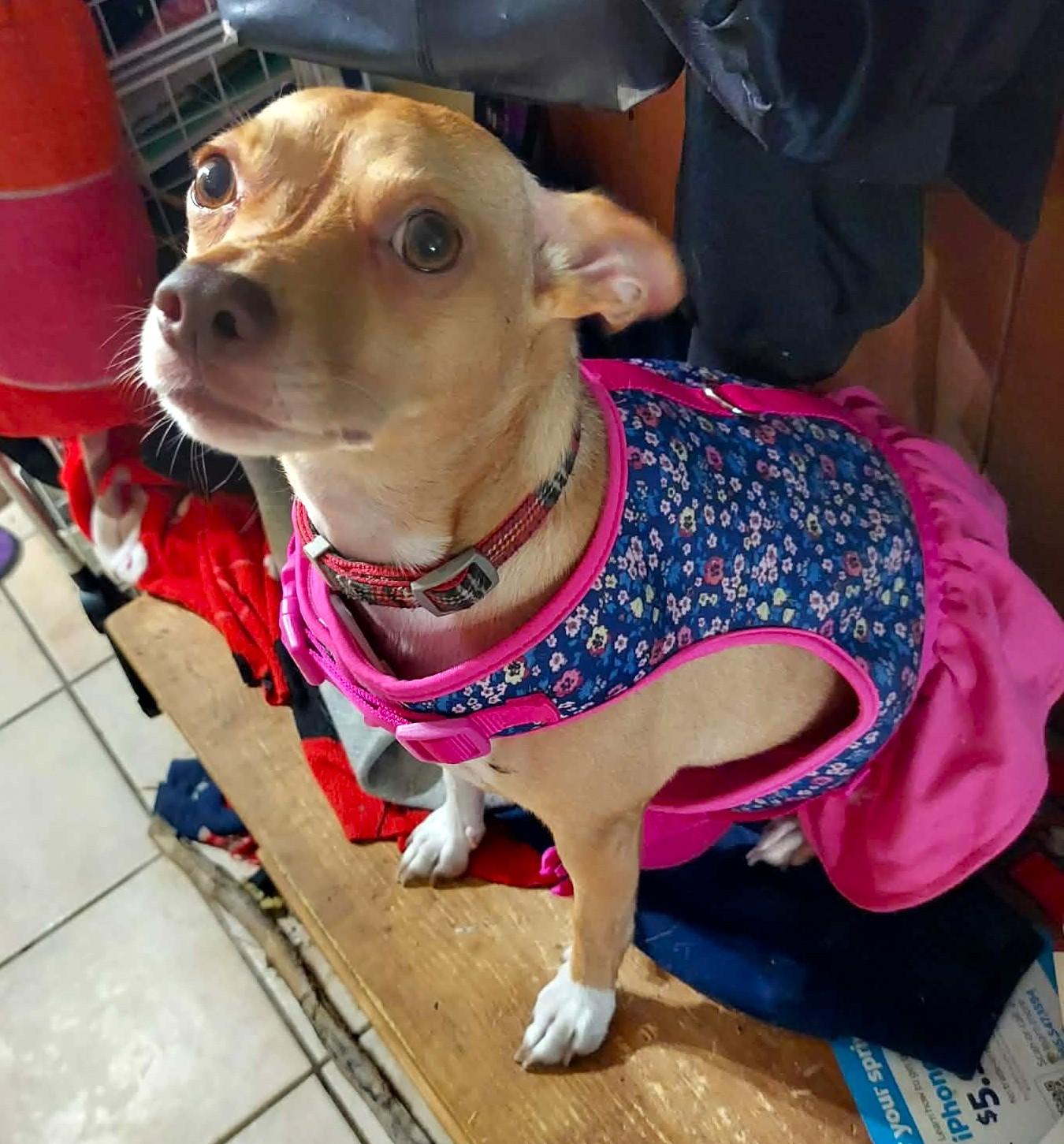 Miss GYPSY, Adoptable, Adult Female Miniature Pinscher & Chihuahua.