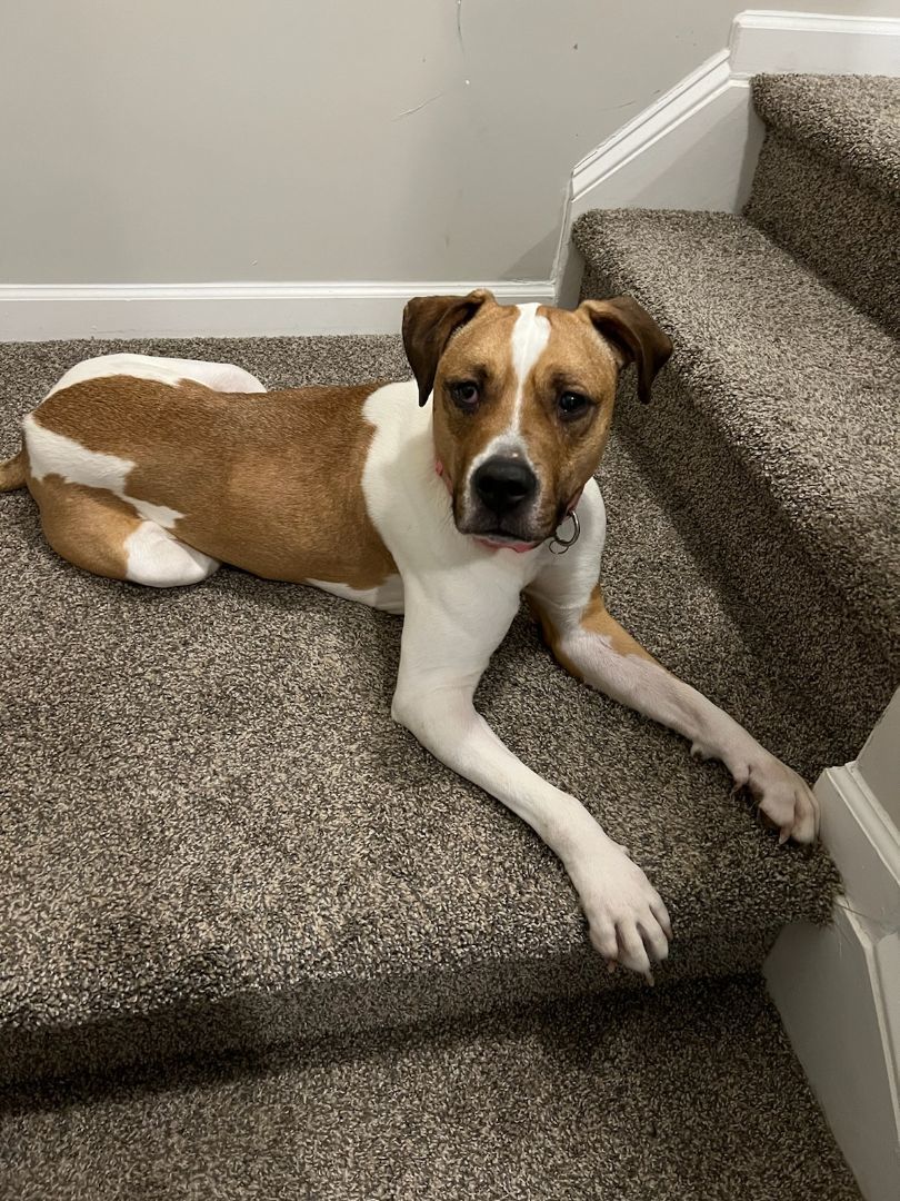 Tara, Adopted, Adult Female Boxer.