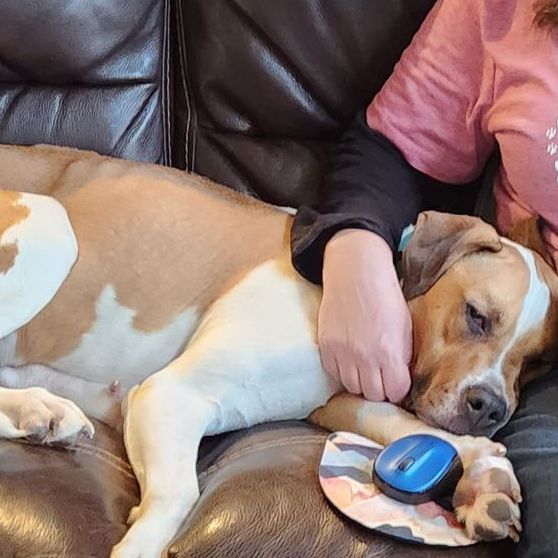 Enlarge Tara, a Adopted mixed breed in Buford, GA image 2/6