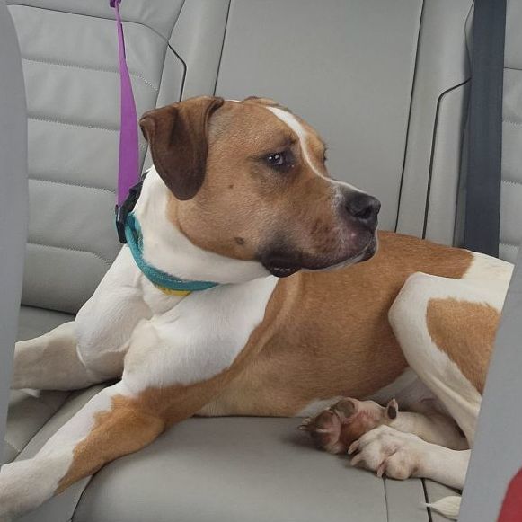 Enlarge Tara, a Adopted mixed breed in Buford, GA image 3/6