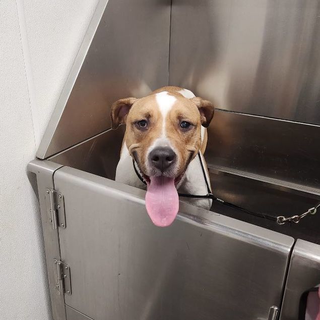 Enlarge Tara, a Adopted mixed breed in Buford, GA image 4/6