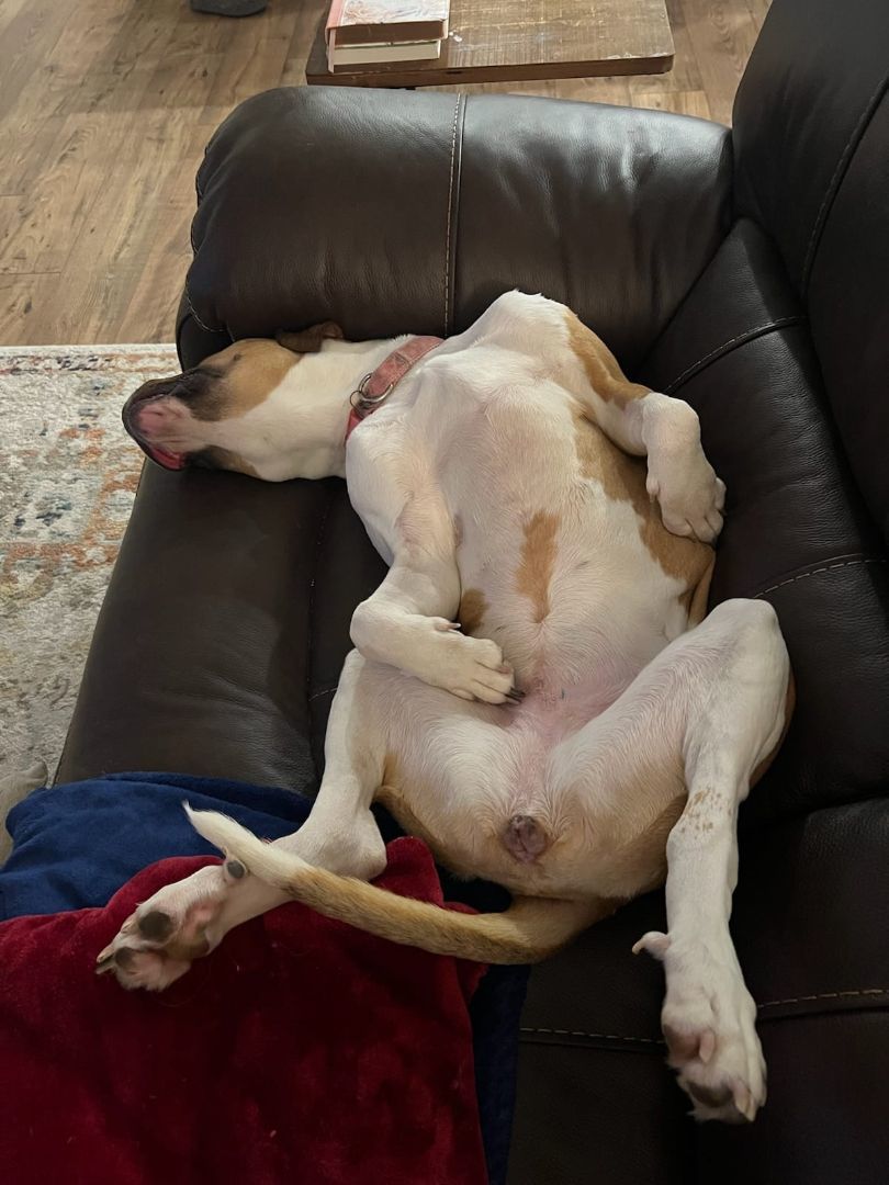 Enlarge Tara, a Adopted mixed breed in Buford, GA image 5/6