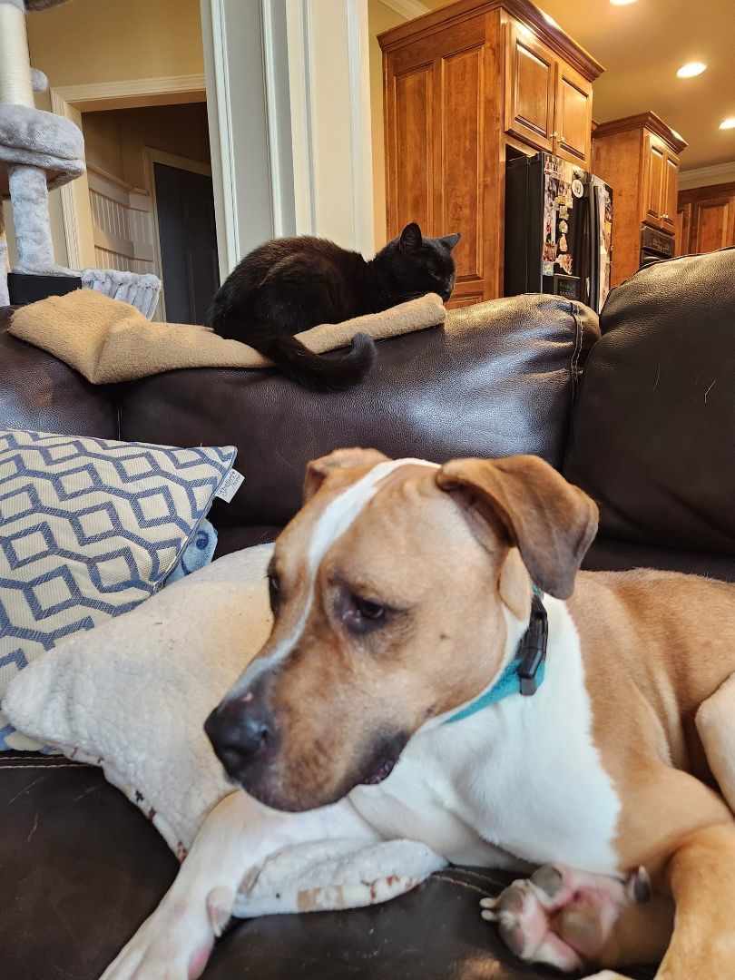 Enlarge Tara, a Adopted mixed breed in Buford, GA image 6/6