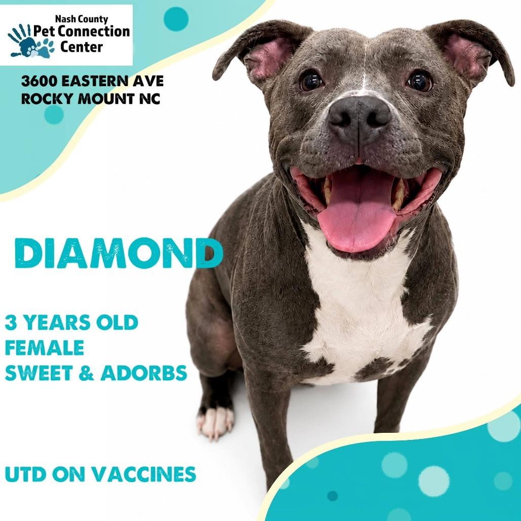 Enlarge DIAMOND  Available NOW - ADOPTION or RESCUE!, a Adoptable Mixed Breed in Nashville, NC image 1/1
