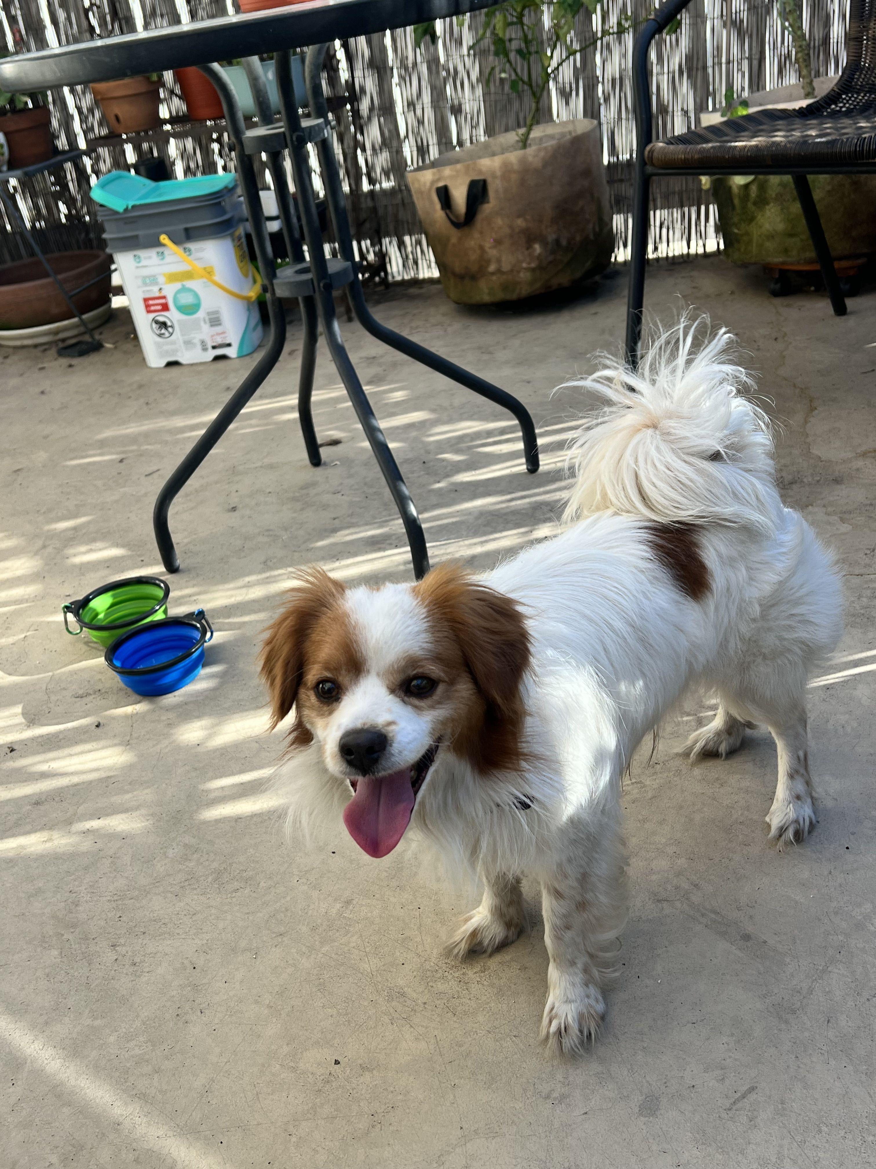 Chico available for adoption , adopted, Adult Male Cavalier King Charles Spaniel.