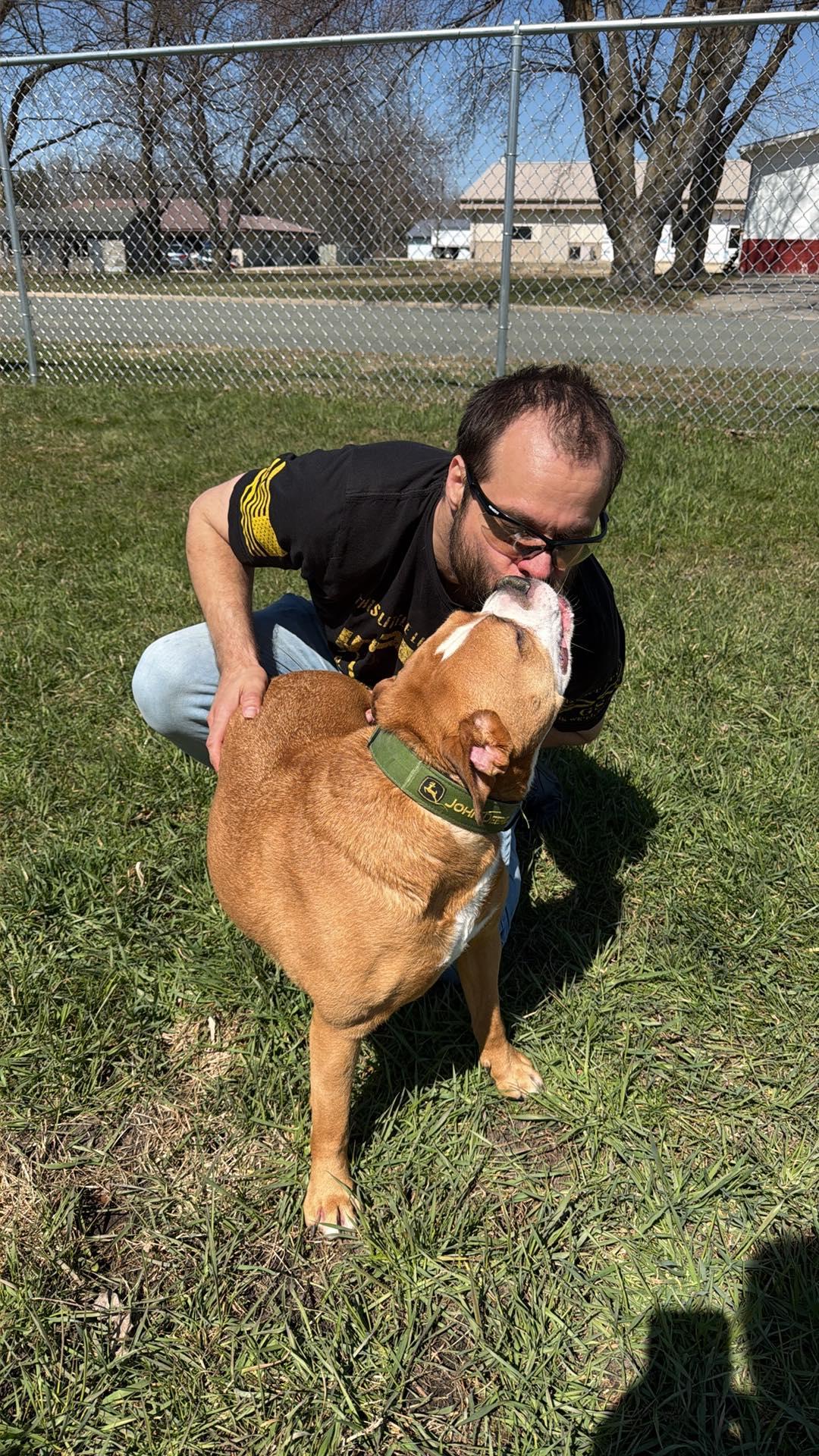 Ashton now Tyson - FOSTER OR ADOPT ME!!, a Adoptable Boxer in Shakopee, MN image 1/3
