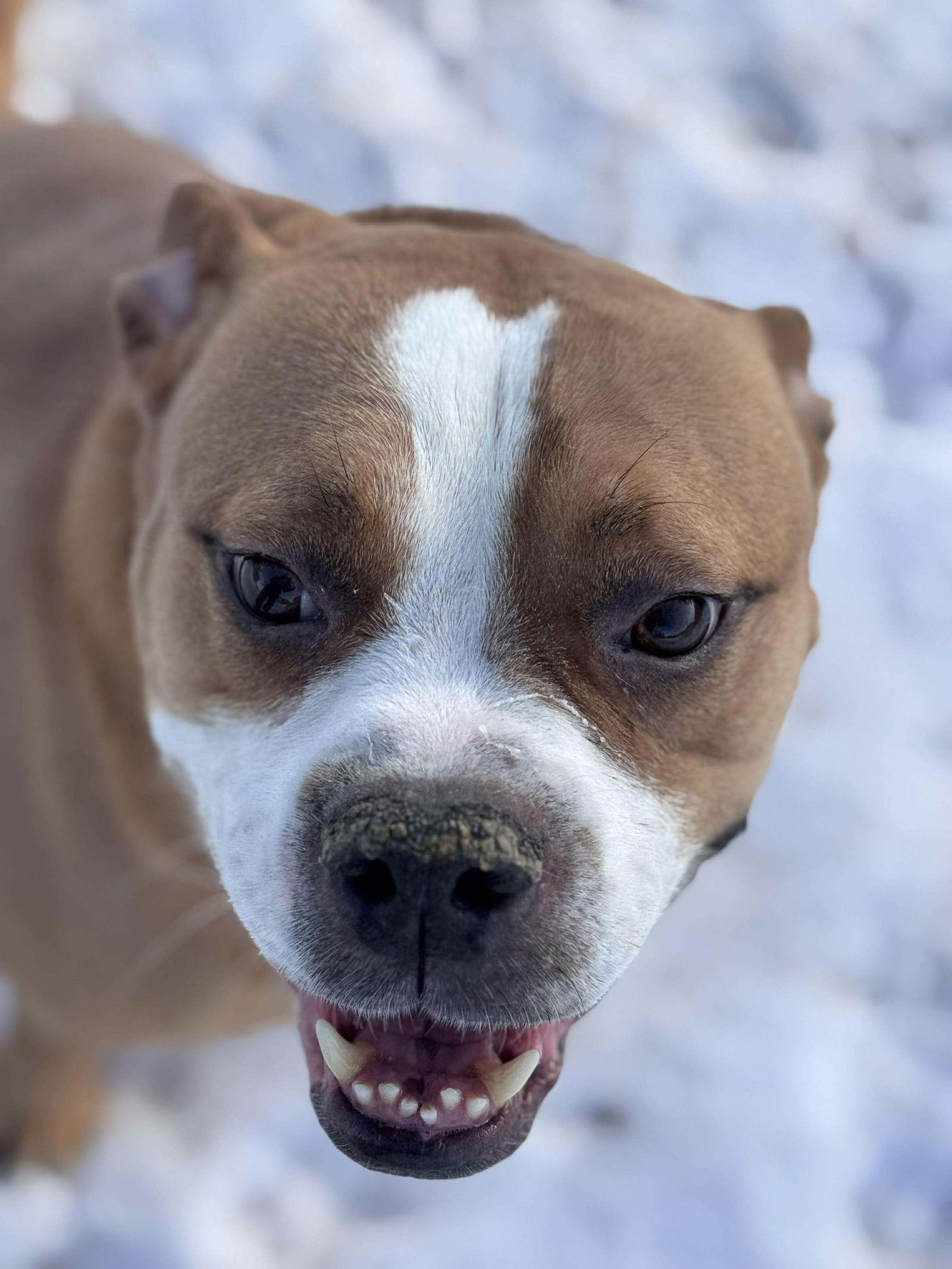 Ashton now Tyson - FOSTER OR ADOPT ME!!, a Adoptable Boxer in Shakopee, MN image 2/3