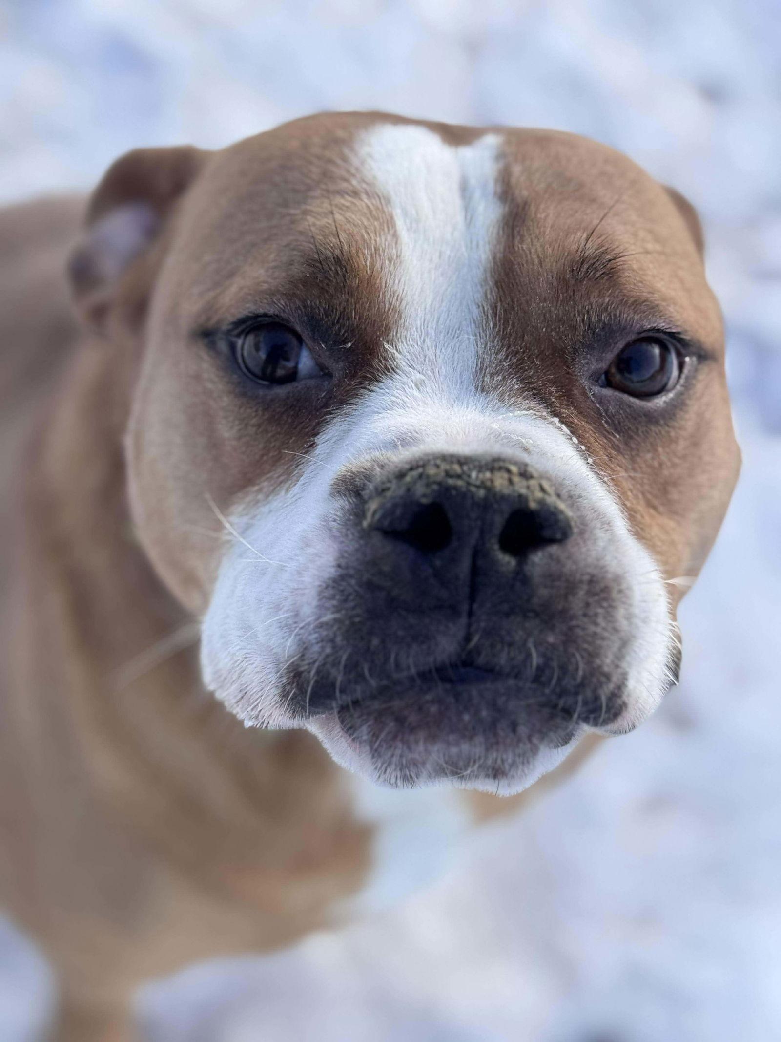 Ashton now Tyson - FOSTER OR ADOPT ME!!, a Adoptable Boxer in Shakopee, MN image 3/3