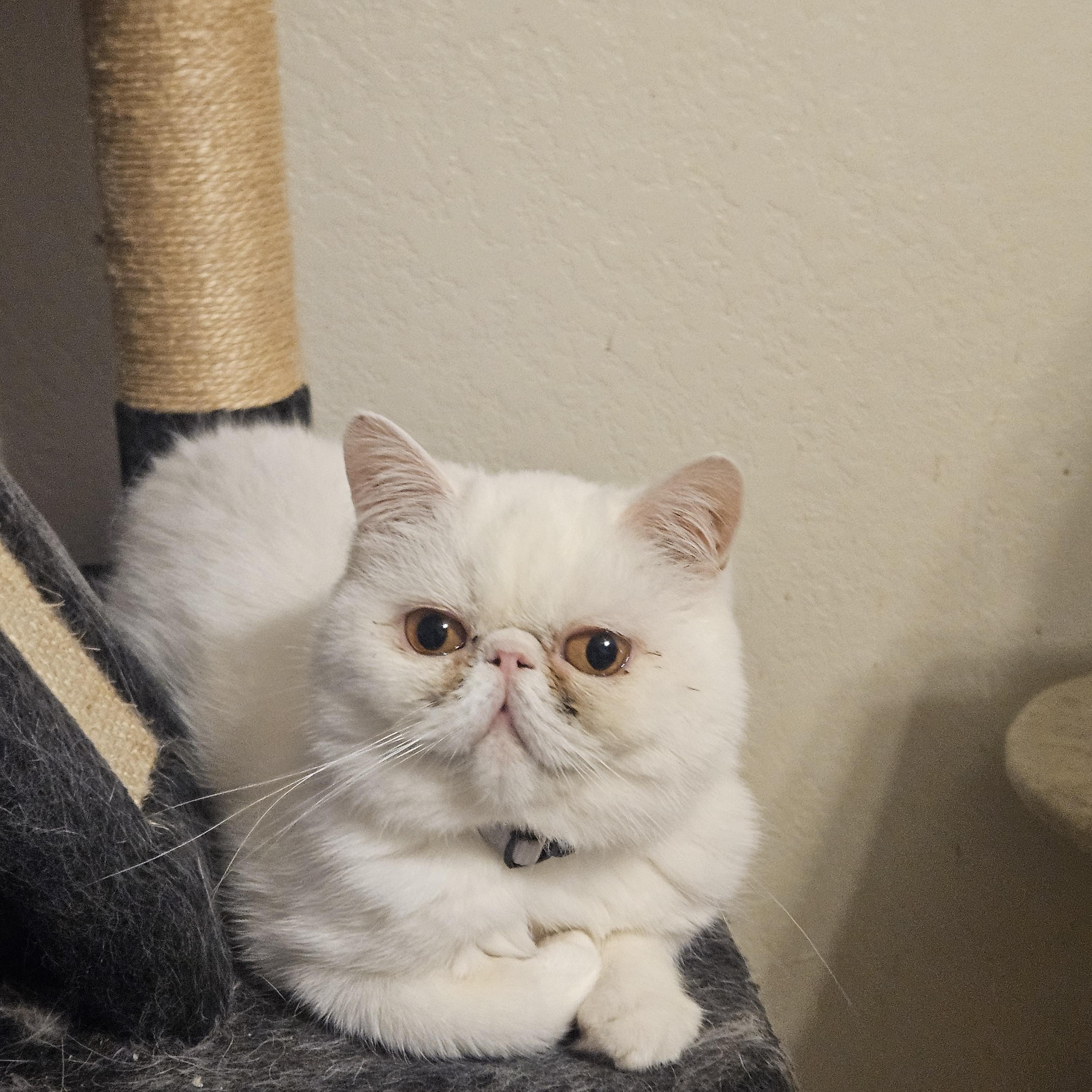 Enlarge Polly, a Adoptable Exotic Shorthair in Orlando, FL image 2/5