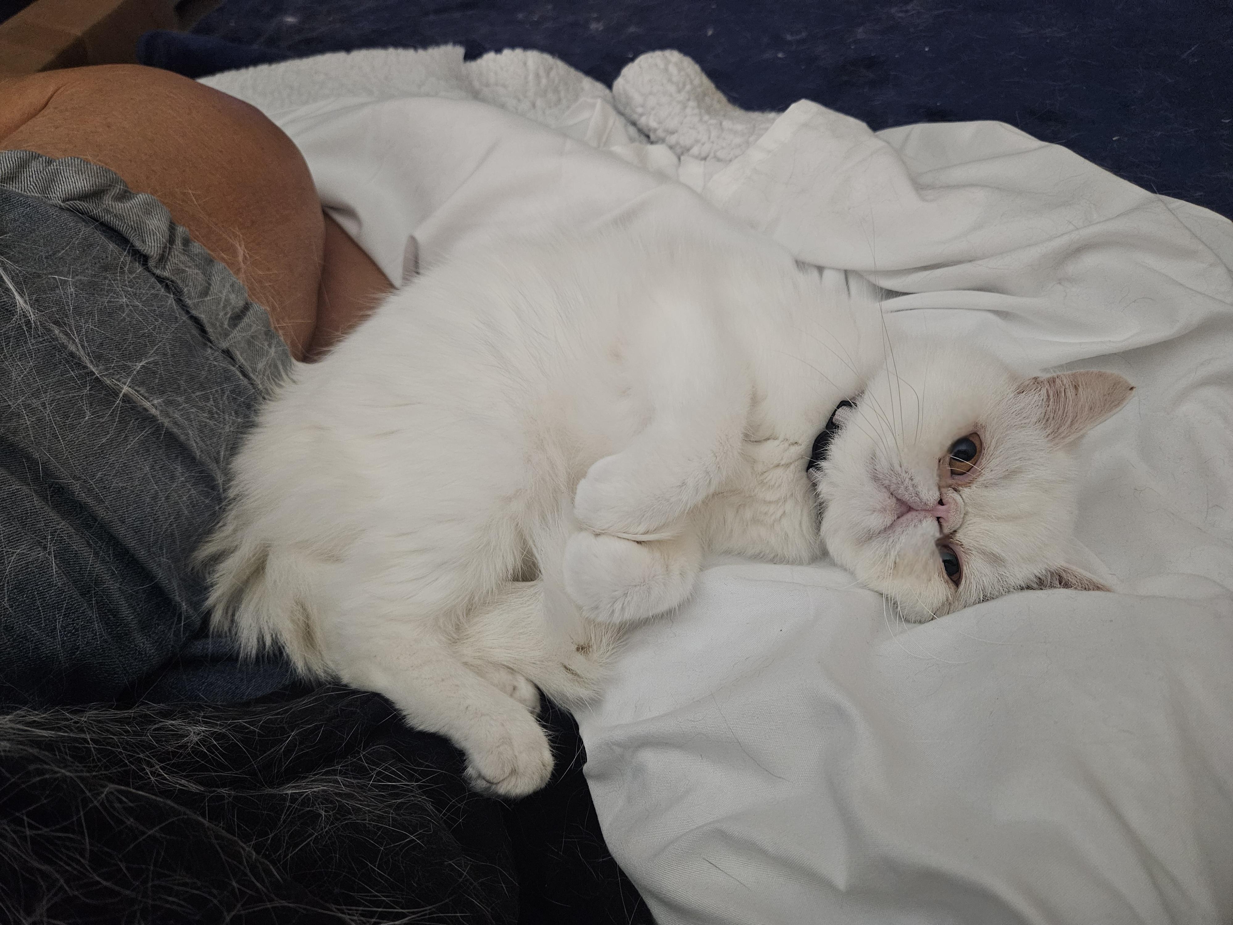 Enlarge Polly, a Adoptable Exotic Shorthair in Orlando, FL image 3/5