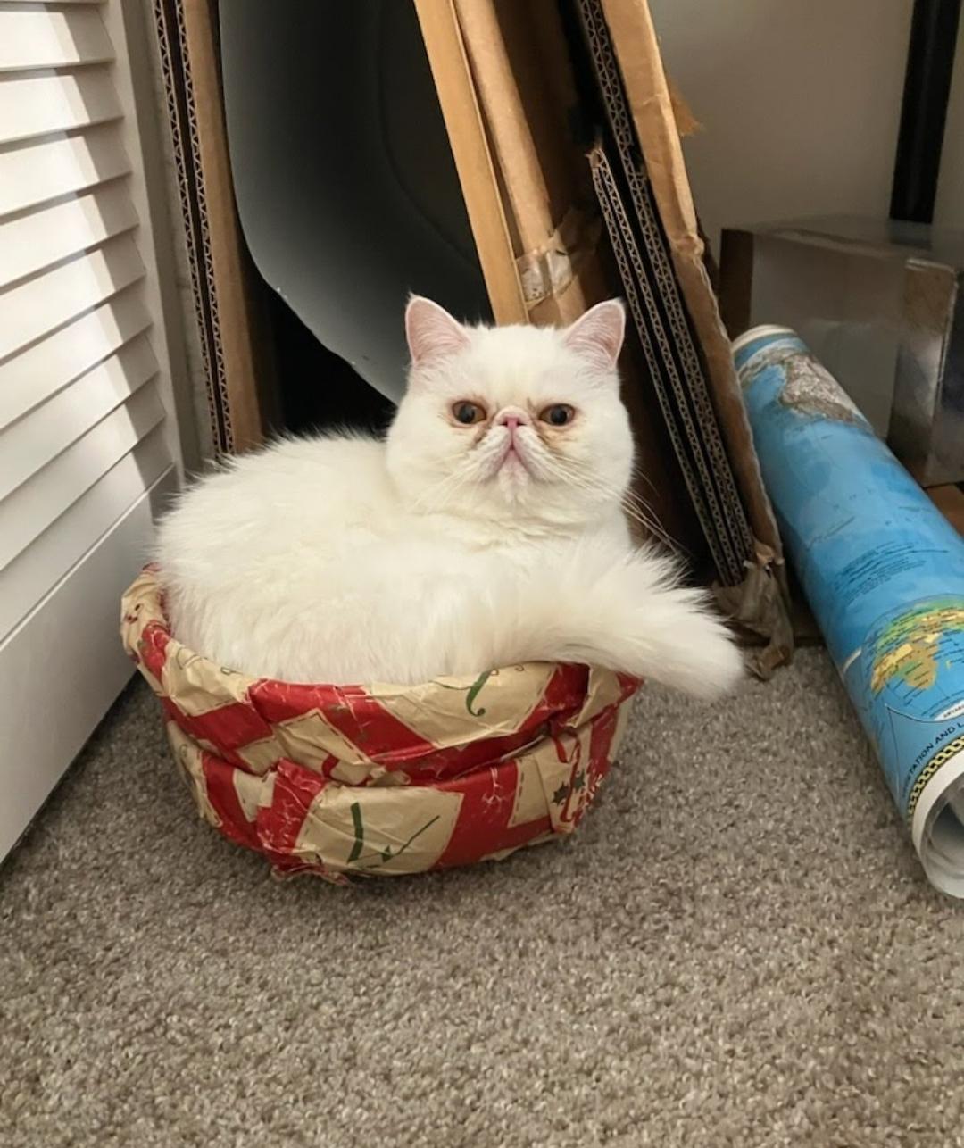 Polly, Adoptable, Young Female Exotic Shorthair.