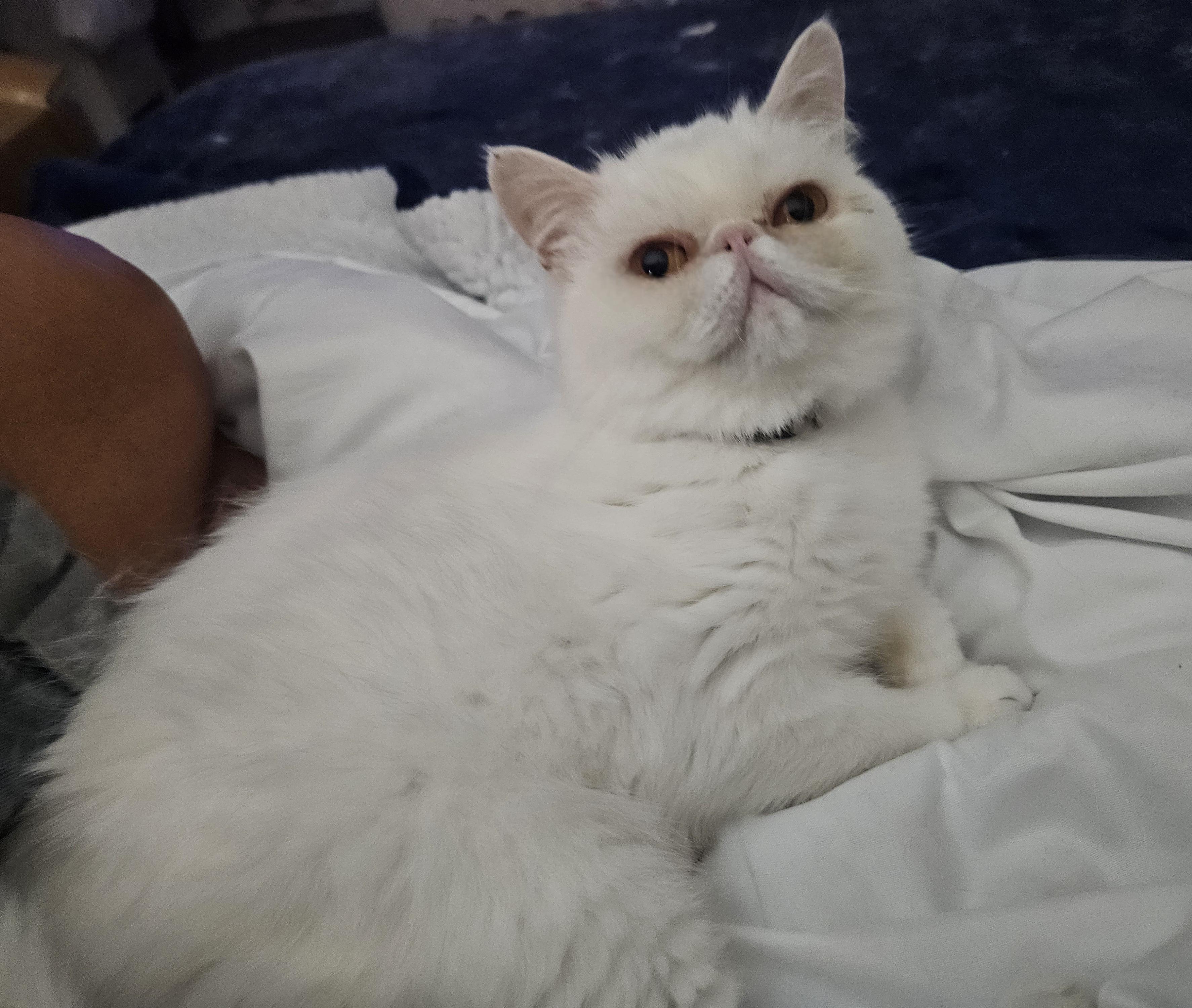 Enlarge Polly, a Adoptable Exotic Shorthair in Orlando, FL image 1/5