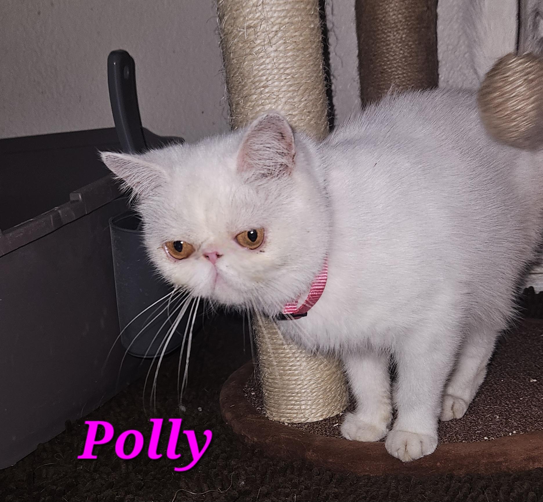 Polly, a Adoptable Exotic Shorthair in Orlando, FL image 3/4