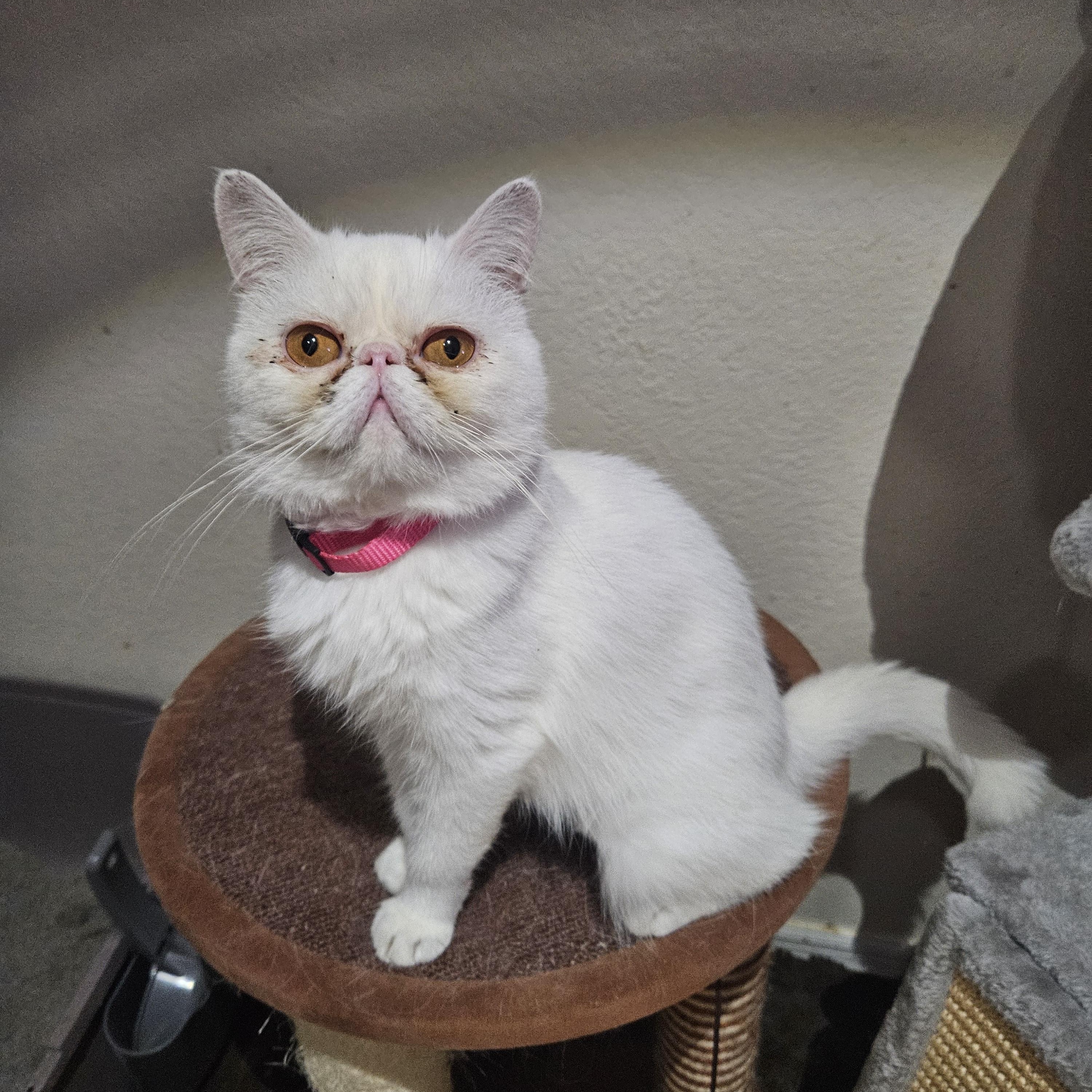 Polly, a Adoptable Exotic Shorthair in Orlando, FL image 1/4