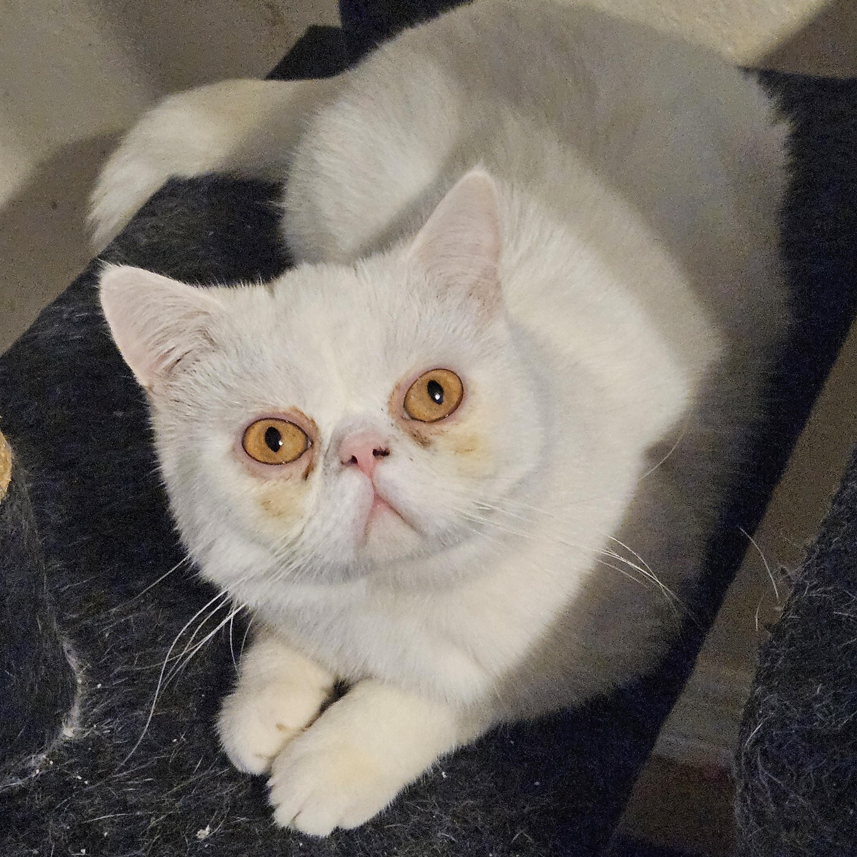 Enlarge Polly, a Adoptable Exotic Shorthair in Orlando, FL image 5/5