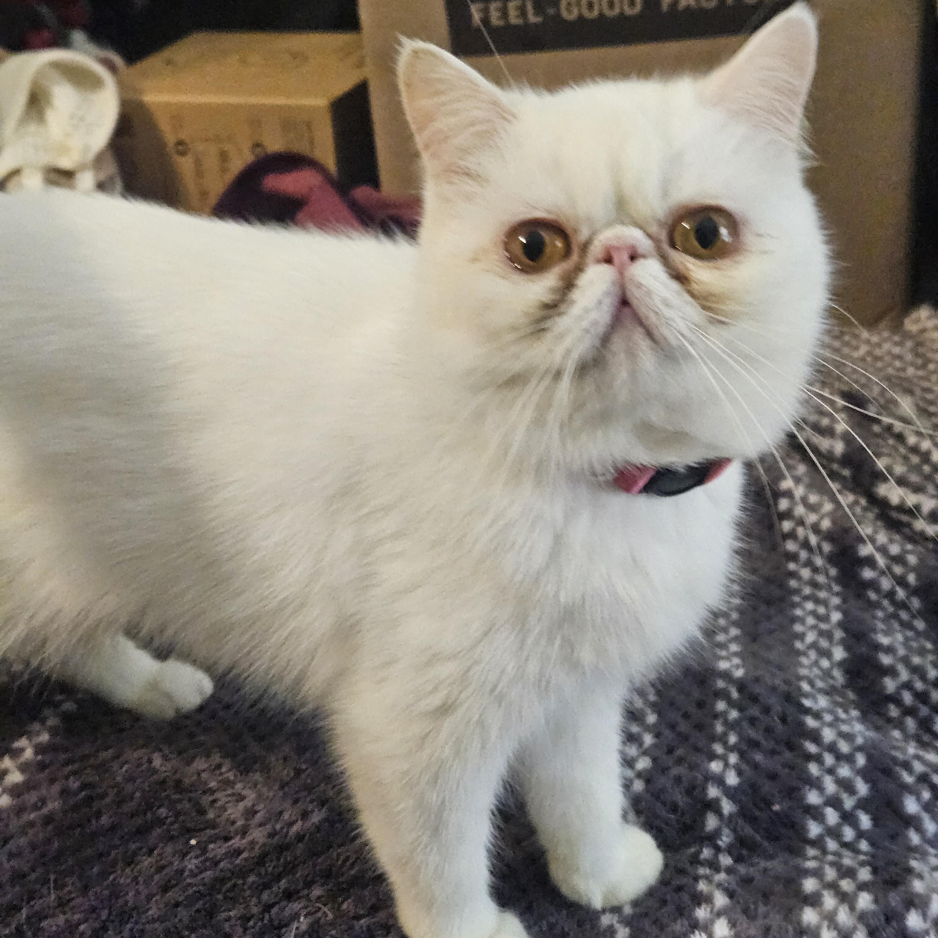 Enlarge Polly, a Adoptable Exotic Shorthair in Orlando, FL image 1/4