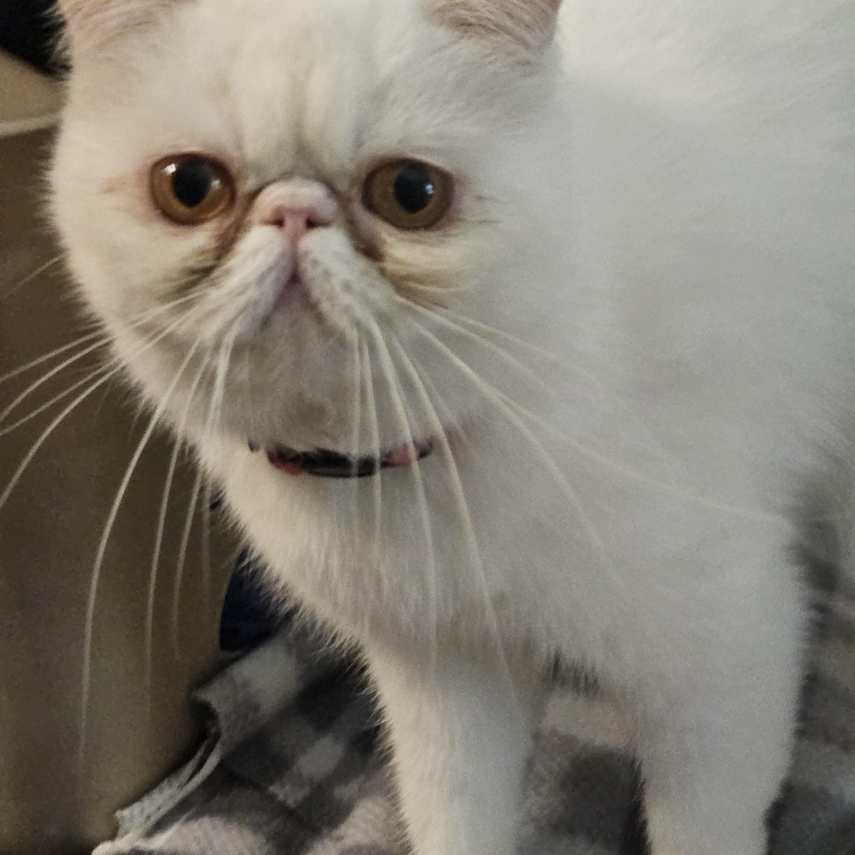 Enlarge Polly, a Adoptable Exotic Shorthair in Orlando, FL image 4/4