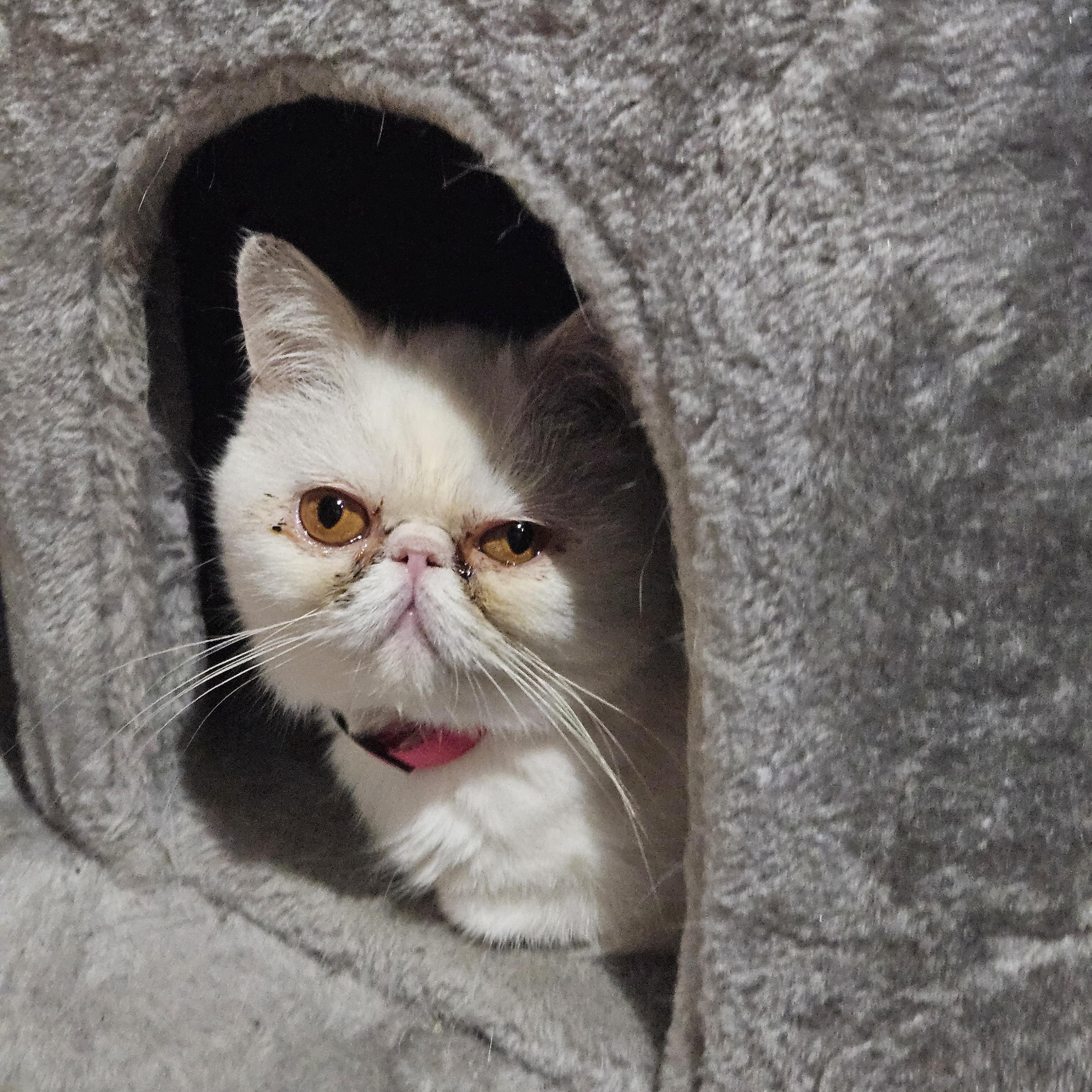 Polly, a Adoptable Exotic Shorthair in Orlando, FL image 4/4